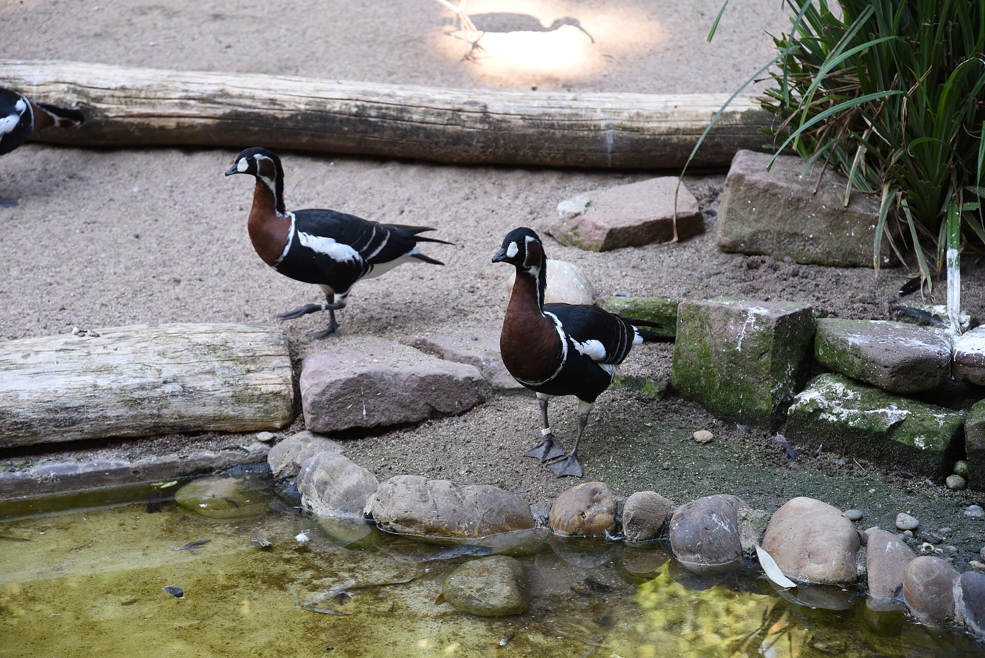 Roodhalsgans (Branta ruficollis) - HD Rothalsgans 1