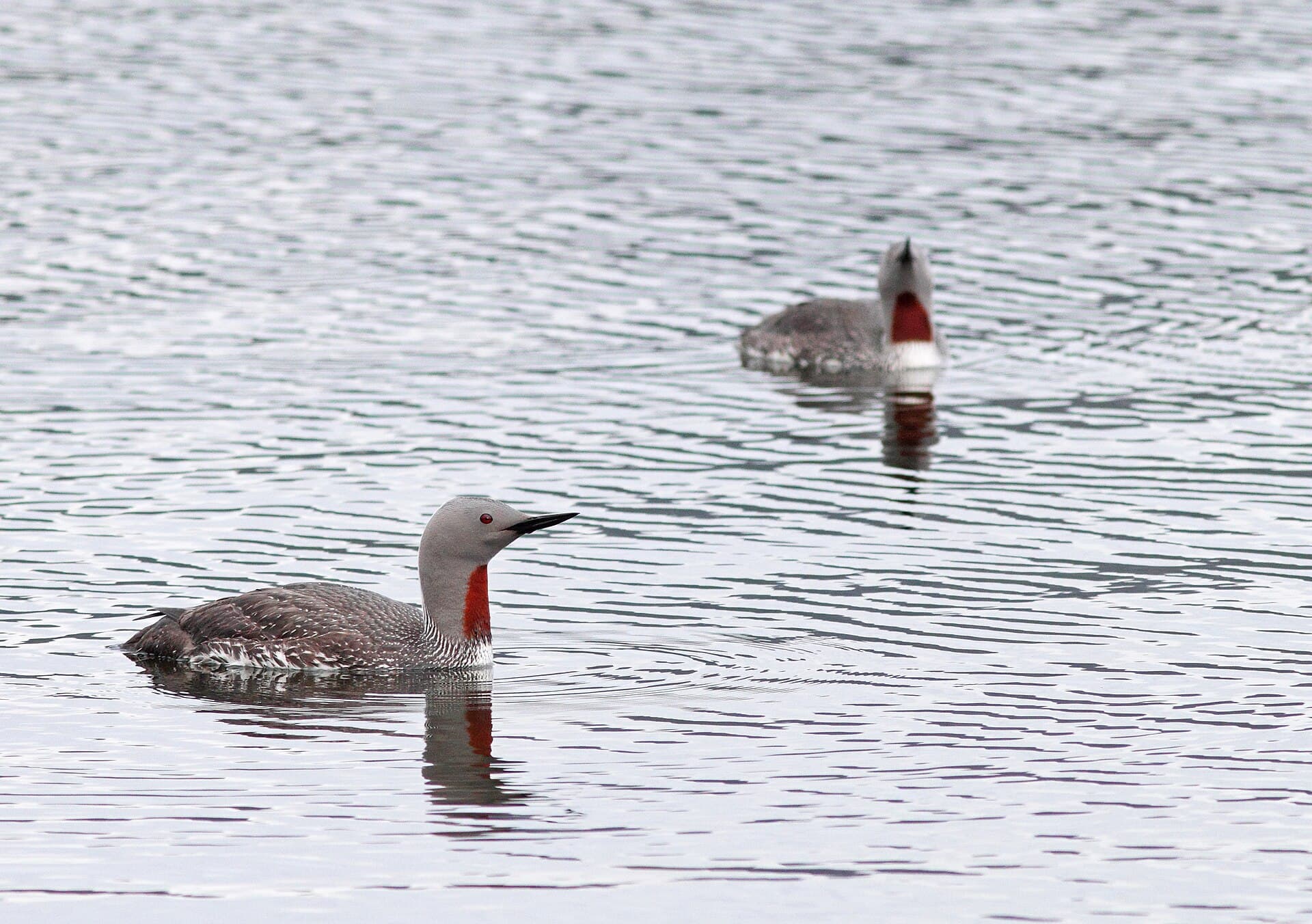Roodkeelduiker (Gavia stellata) - Roodkeelduiker - red-throated diver - Gavia stellata 2