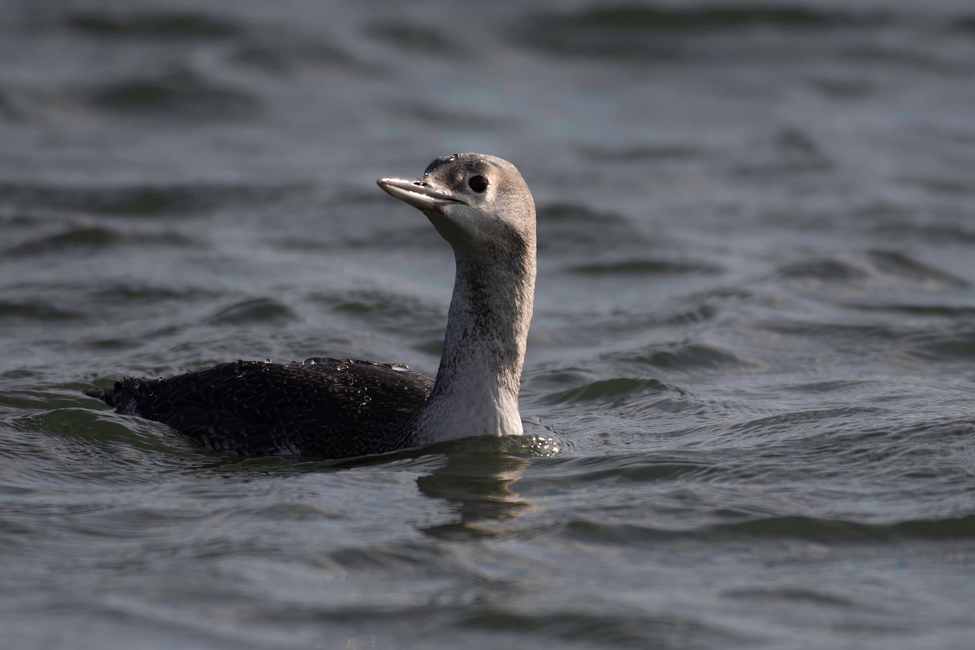 Roodkeelduiker (Gavia stellata) - Red-throated loon (Gavia stellata) 2022