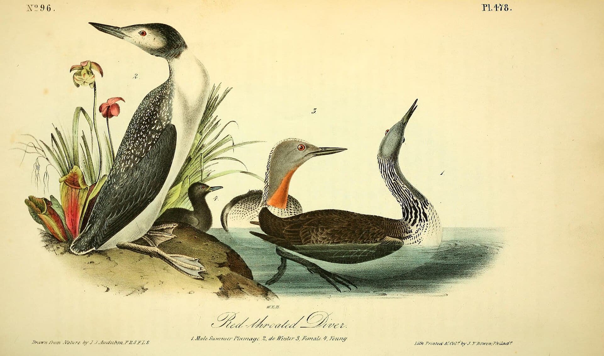 Roodkeelduiker (Gavia stellata) - The birds of America (Pl. 478) (8594230845)