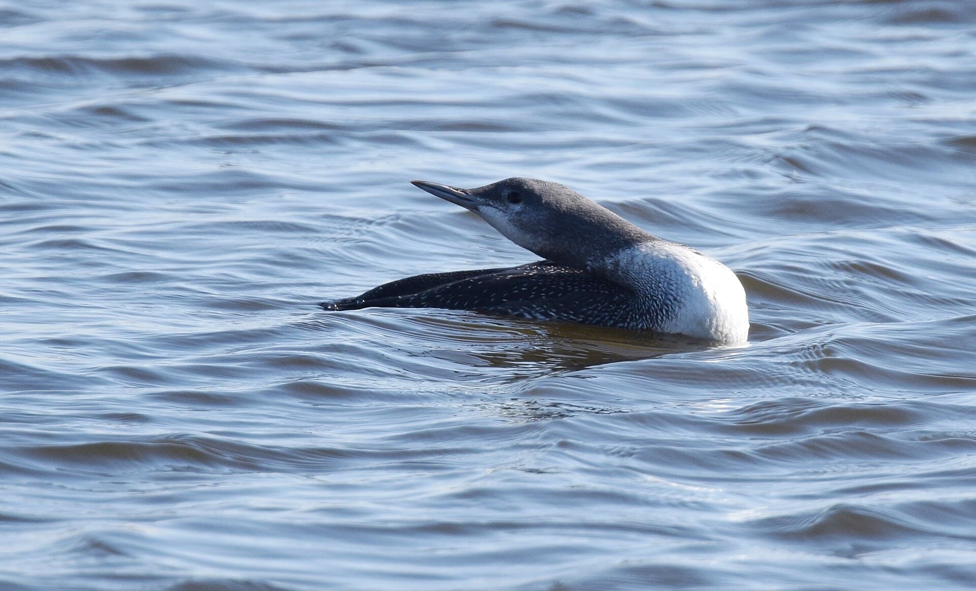 Roodkeelduiker (Gavia stellata) - Red-throated Loon - 38588830676