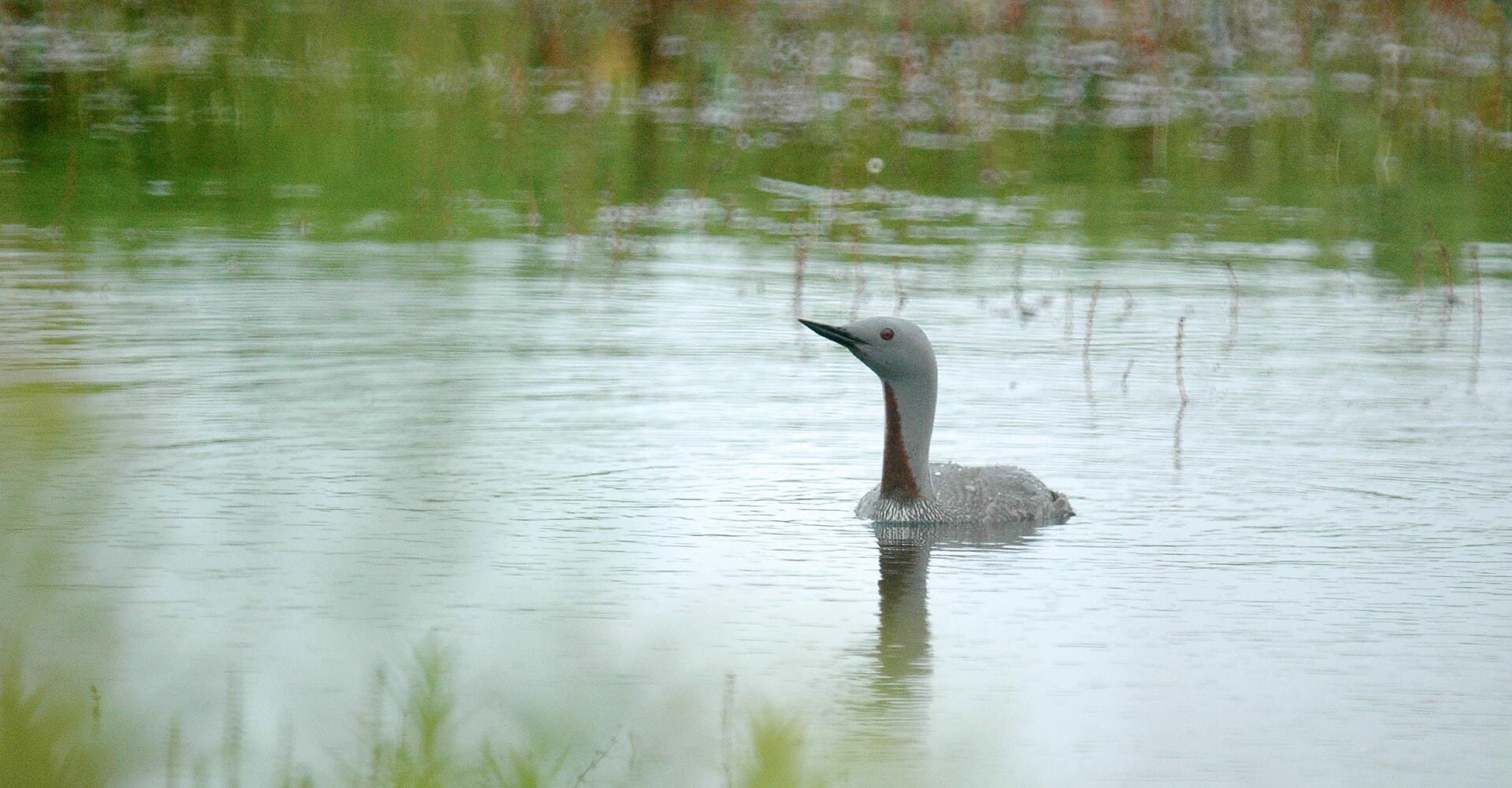 Roodkeelduiker (Gavia stellata) - Red-throated loon (Gavia stellata) 2018 2