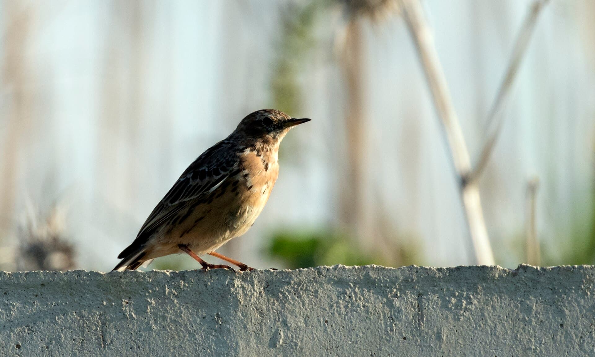 Roodkeelpieper (Anthus cervinus) - Anthus cervinus - Red-throated Pipit 2021-03-27 06