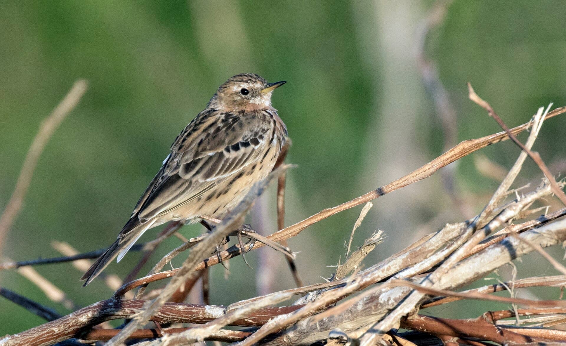 Roodkeelpieper (Anthus cervinus) - Anthus cervinus - Red-throated Pipit, Adana 2021-03-27 03