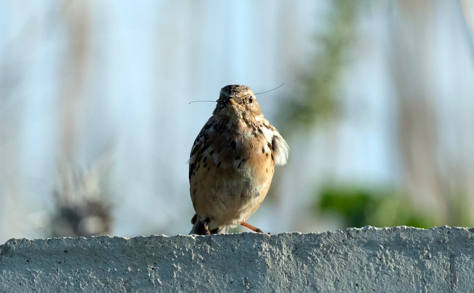 Roodkeelpieper (Anthus cervinus) - Anthus cervinus - Red-throated Pipit 2021-03-27 04