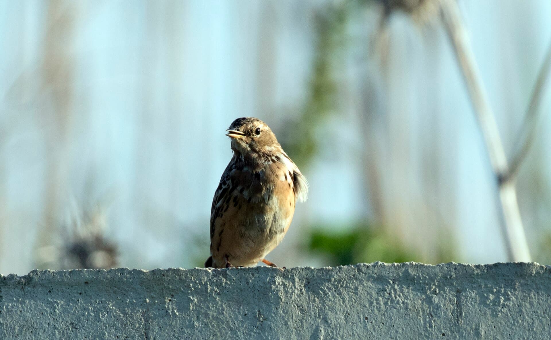 Roodkeelpieper (Anthus cervinus) - Anthus cervinus - Red-throated Pipit 2021-03-27 05