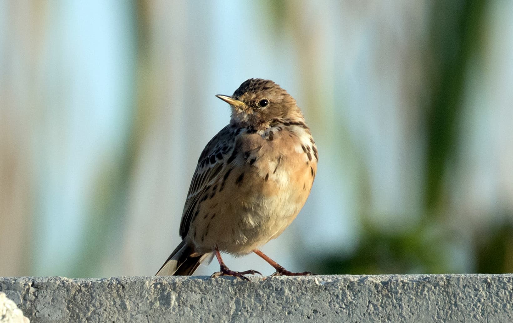 Roodkeelpieper (Anthus cervinus) - Anthus cervinus - Red-throated Pipit, Adana 2021-03-27 05
