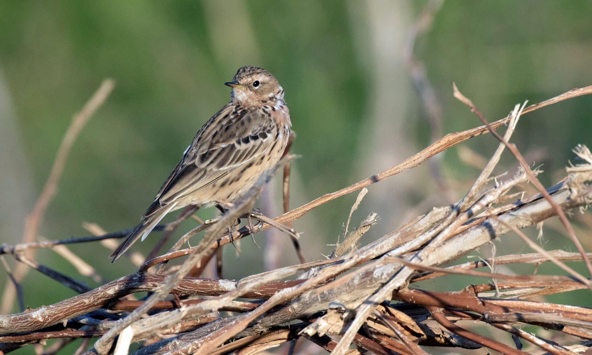 Roodkeelpieper (Anthus cervinus) - Anthus cervinus - Red-throated Pipit, Adana 2021-03-27 02