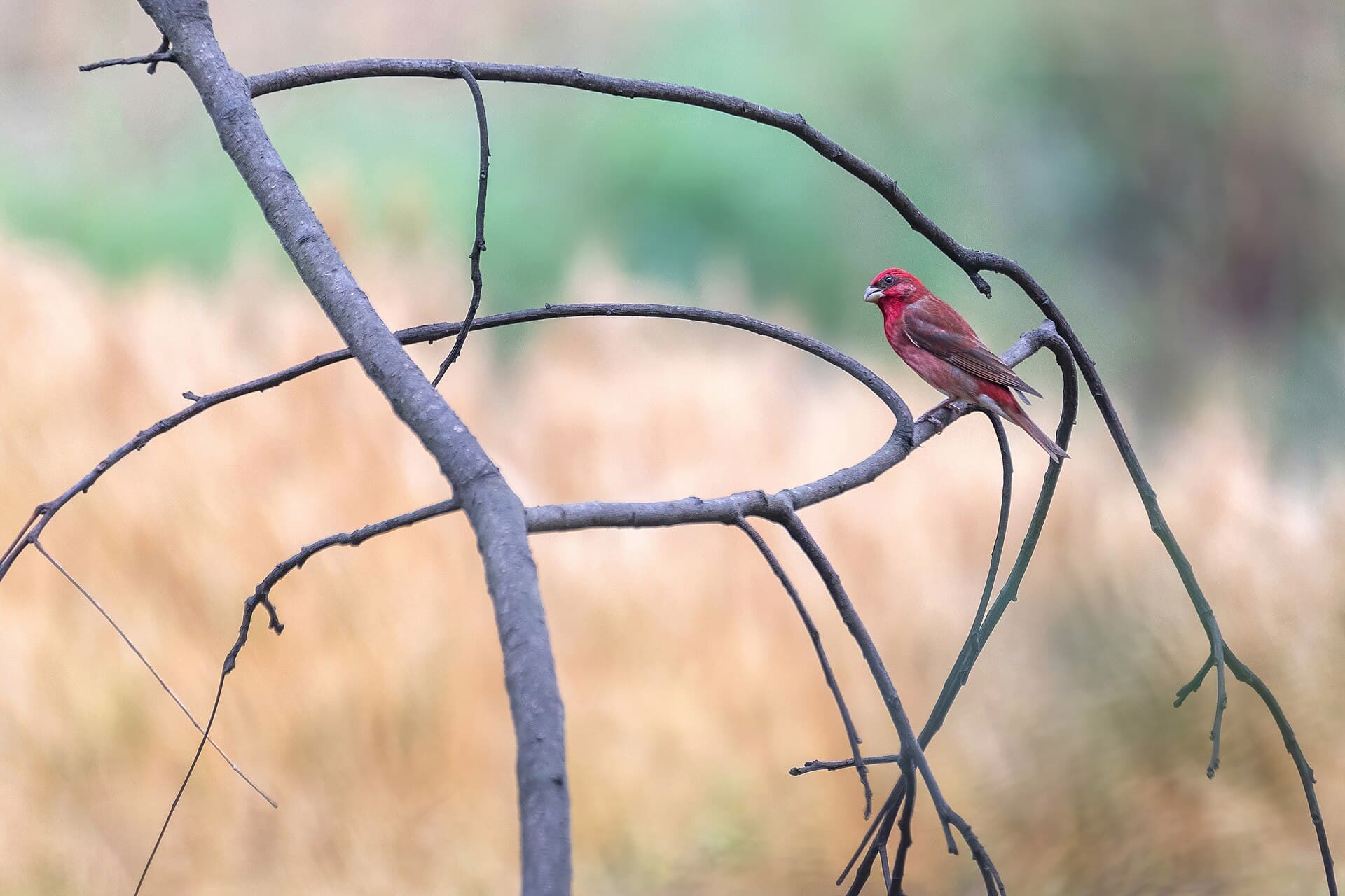 Roodmus (Carpodacus erythrinus) - Common Rosefinch