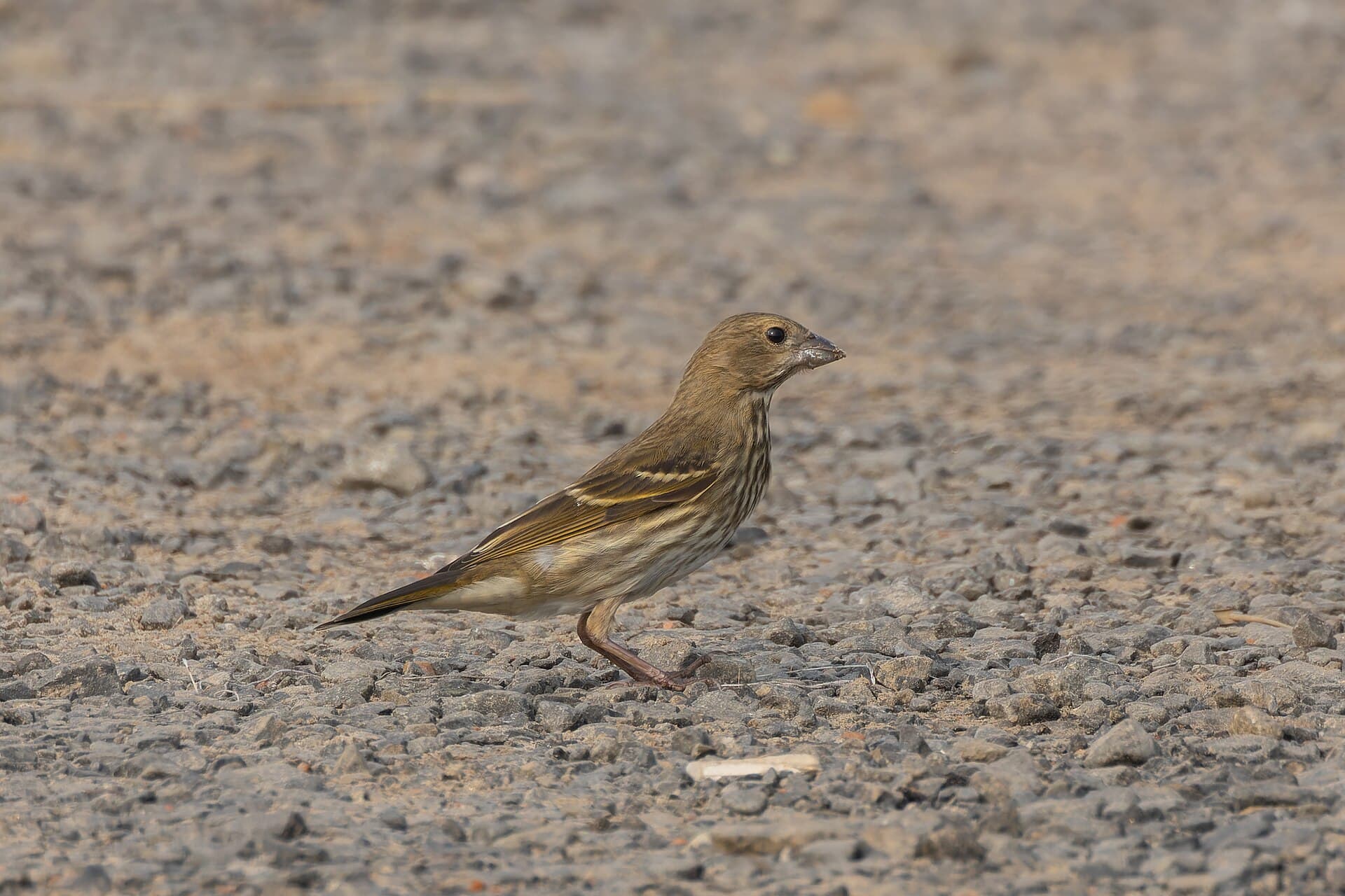 Roodmus (Carpodacus erythrinus) - Common Rosefinch by Tisha Mukherjee 01