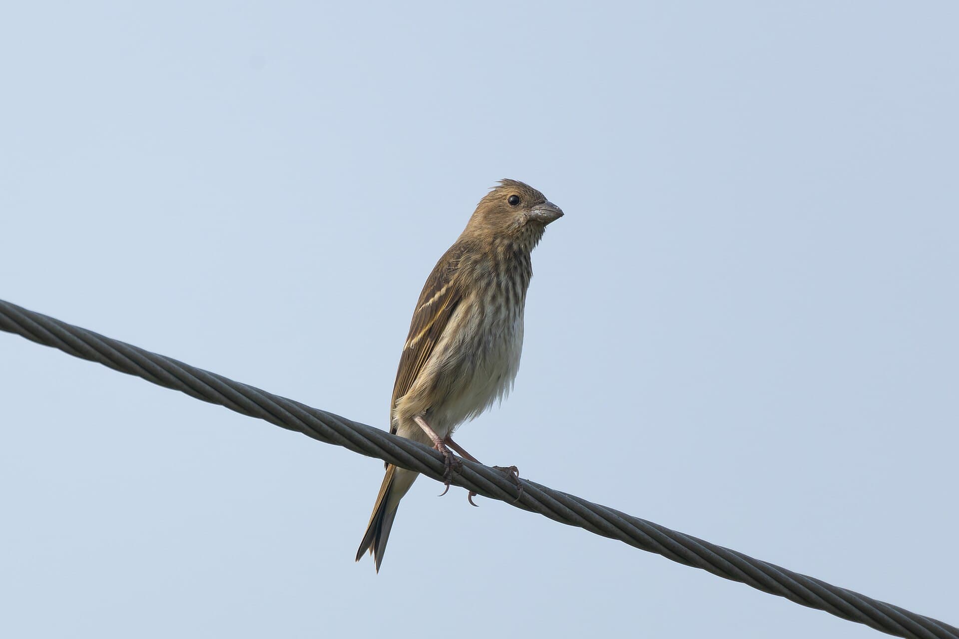 Roodmus (Carpodacus erythrinus) - Common Rosefinch by Tisha Mukherjee 03