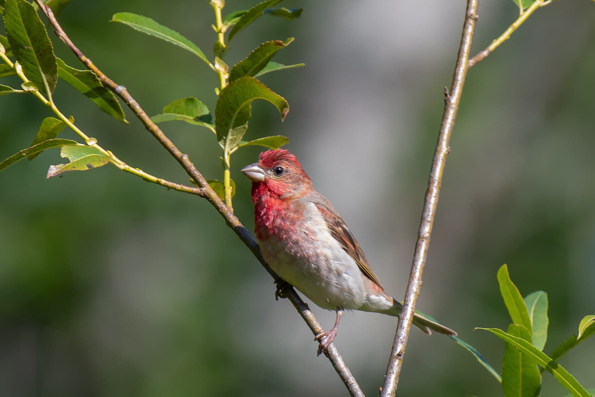 Roodmus (Carpodacus erythrinus) - Carpodacus erythrinus 303190528