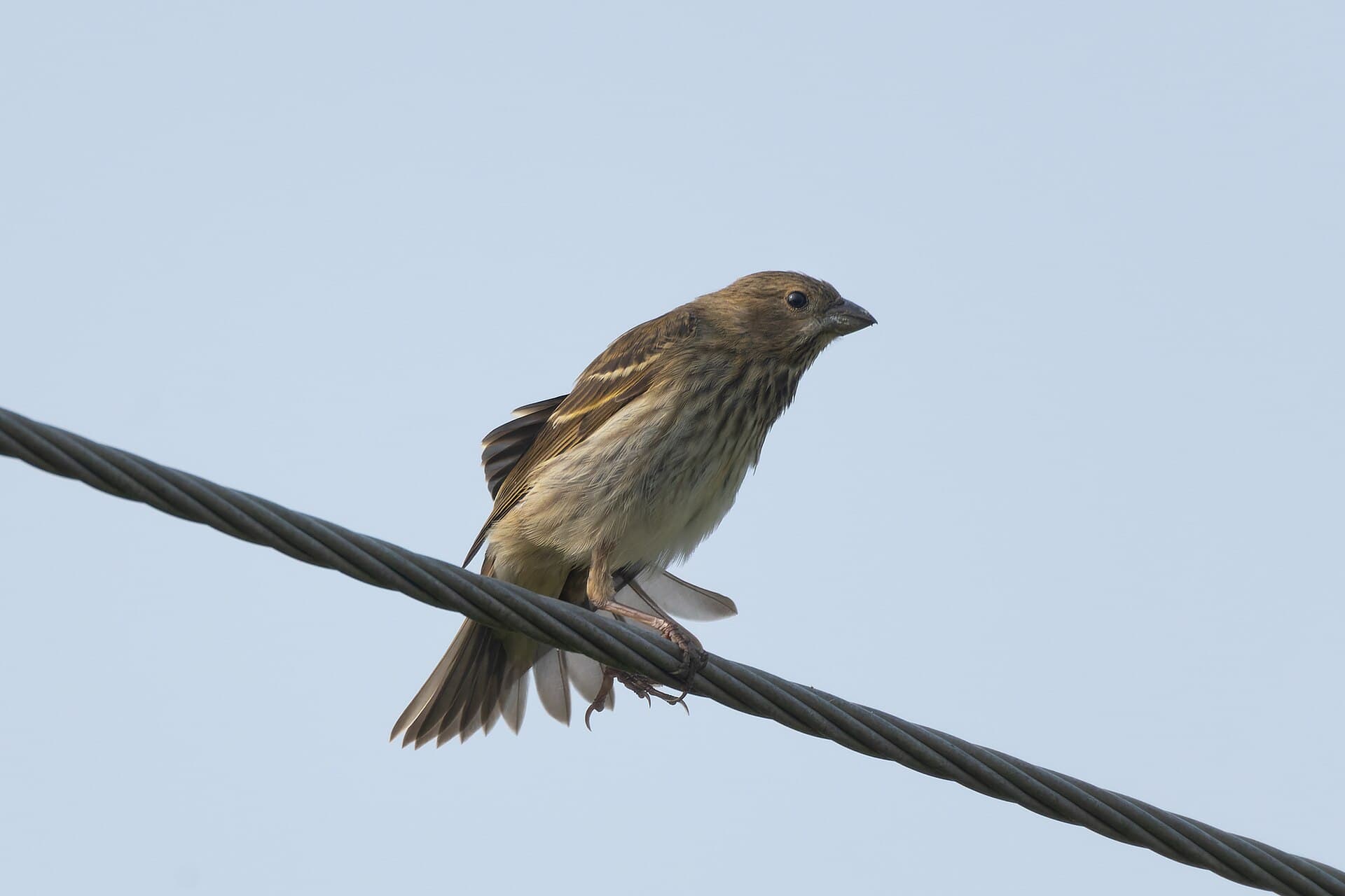 Roodmus (Carpodacus erythrinus) - Common Rosefinch by Tisha Mukherjee 02