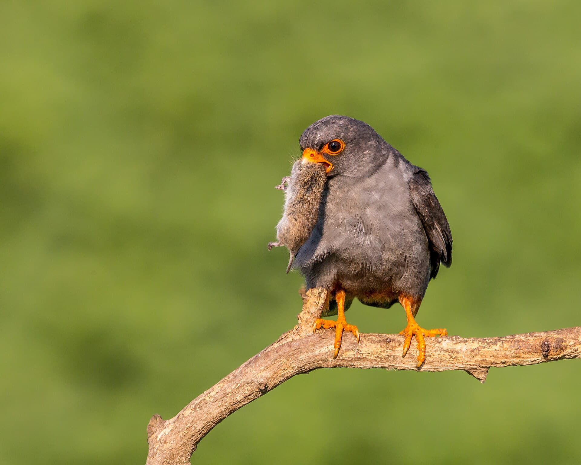Roodpootvalk (Falco vespertinus) - Red-footed Falcon (Male) (19973885145)
