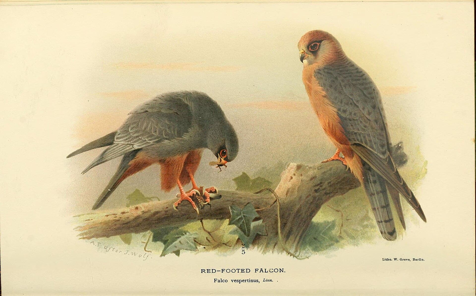 Roodpootvalk (Falco vespertinus) - Coloured figures of the birds of the British Islands - issued by Lord Lilford (6028615025)