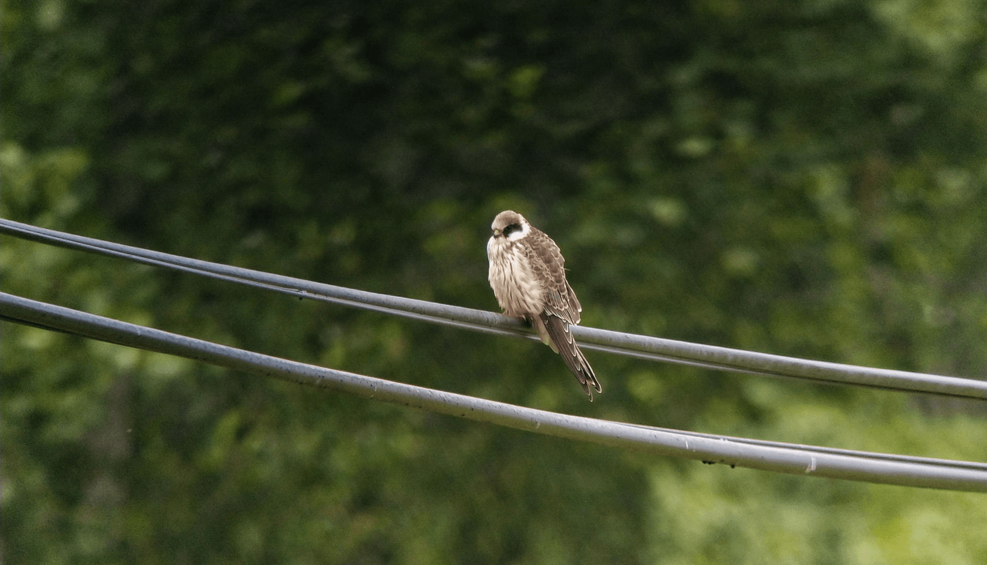 Roodpootvalk (Falco vespertinus) - Falco vespertinus on a cable