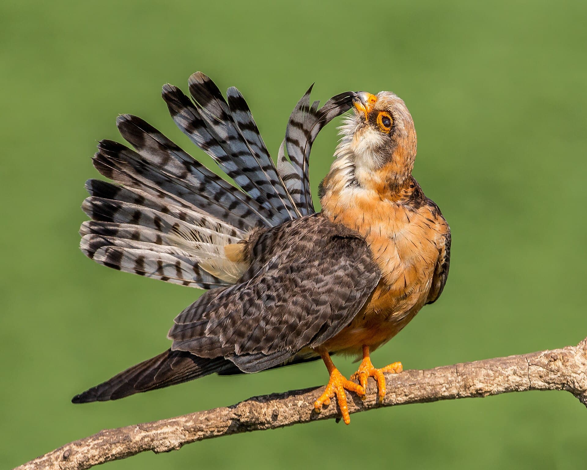 Roodpootvalk (Falco vespertinus) - Female red-footed falcon preening (18868326815)