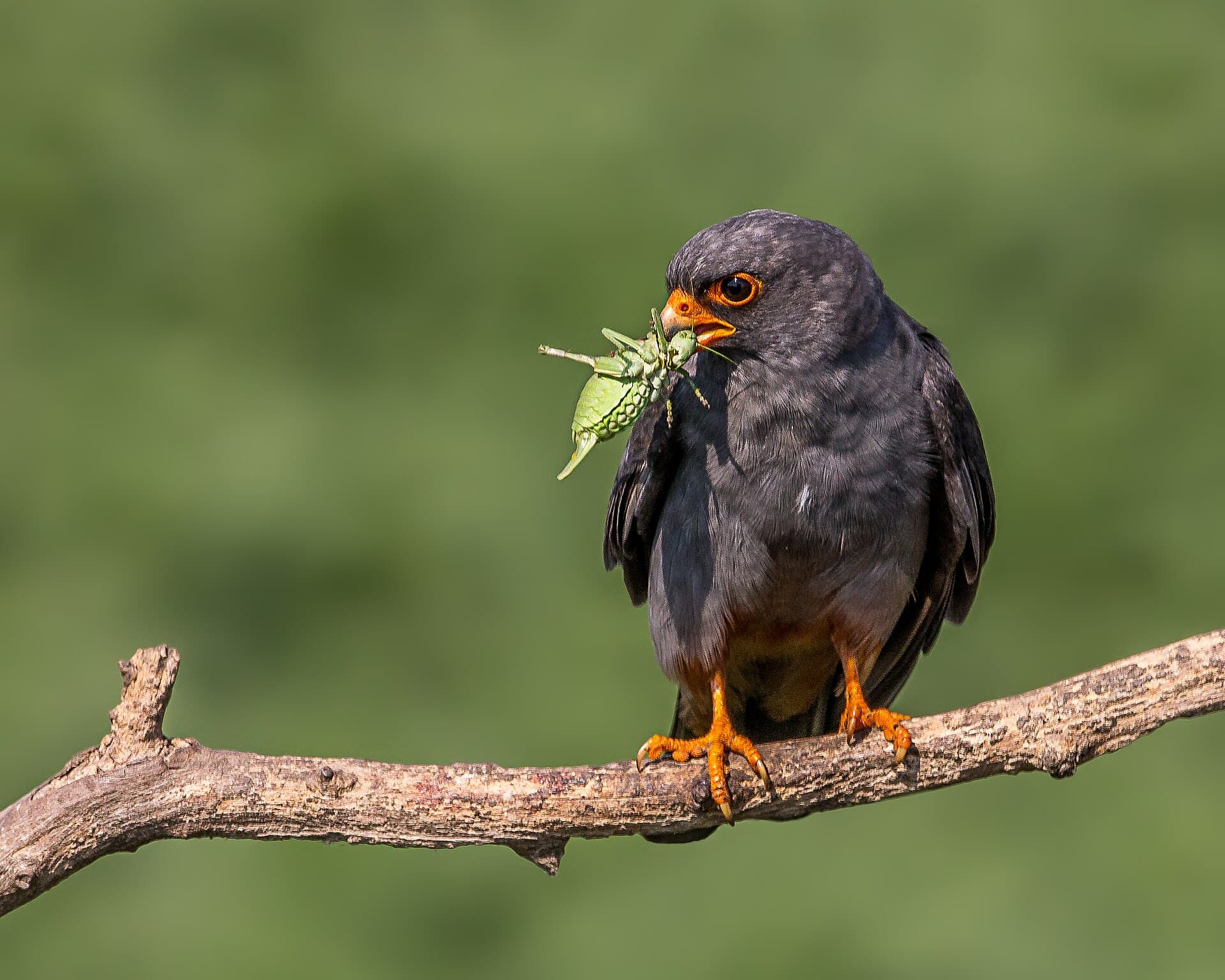 Roodpootvalk (Falco vespertinus) - Male Red-footed Falcon and Lunch (19368098472)