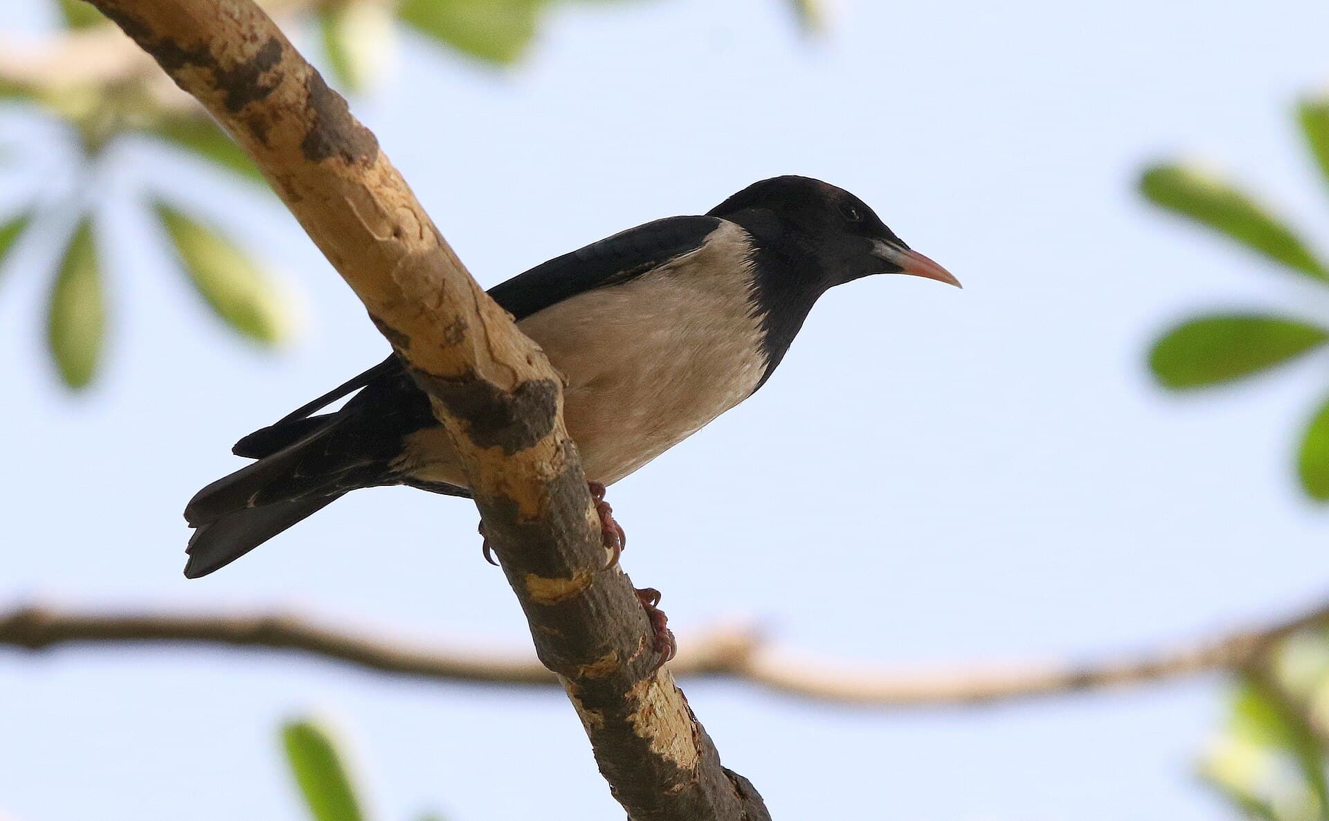 Rose Spreeuw (Pastor roseus) - Rosy starling (Pastor roseus) in Central park Delhi during migration