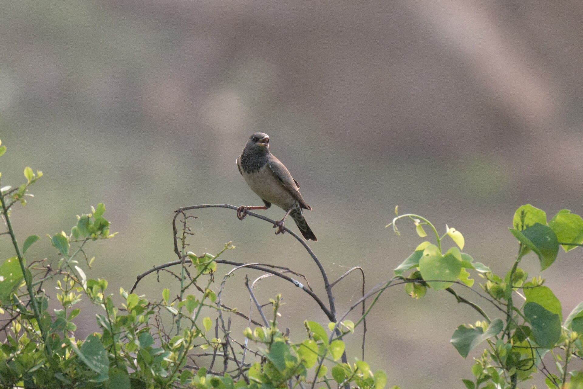 Rose Spreeuw (Pastor roseus) - Rosy Starling at Vizag 01