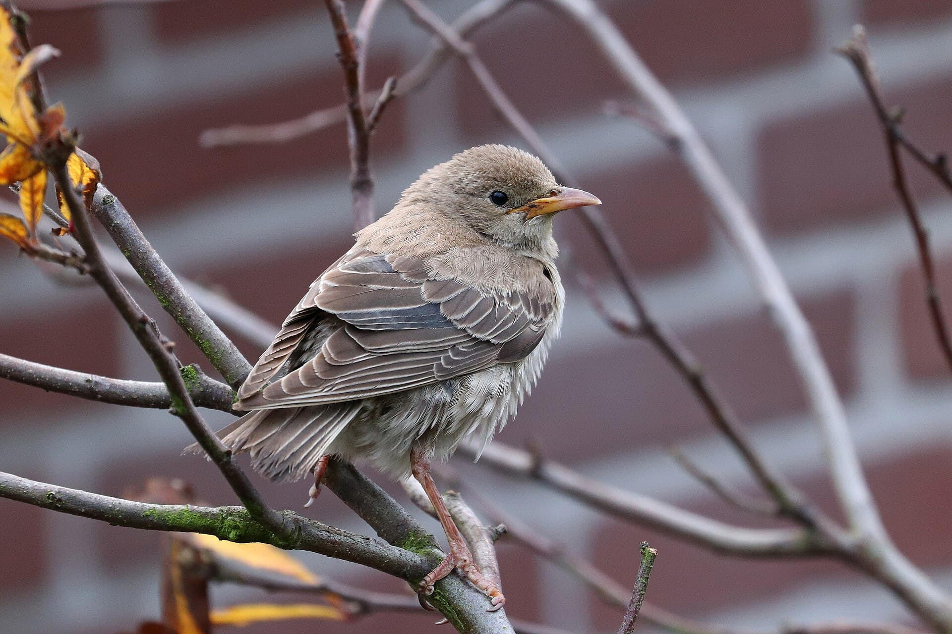 Rose Spreeuw (Pastor roseus) - Pastor roseus - Rosenstar (Jungvogel)
