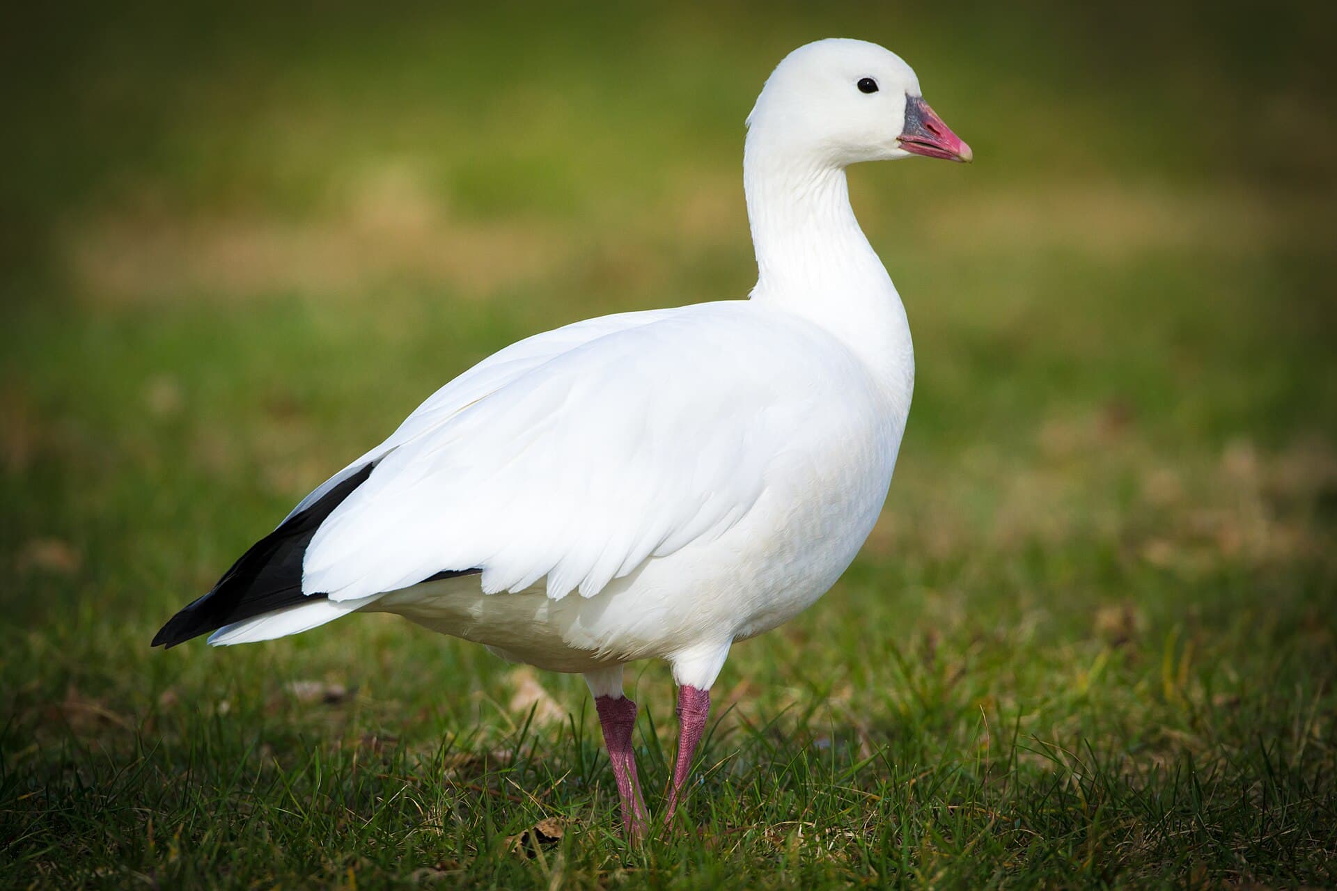 Ross' Gans (Anser rossii) - Ross's Goose (Chen rossii) (23108182770)