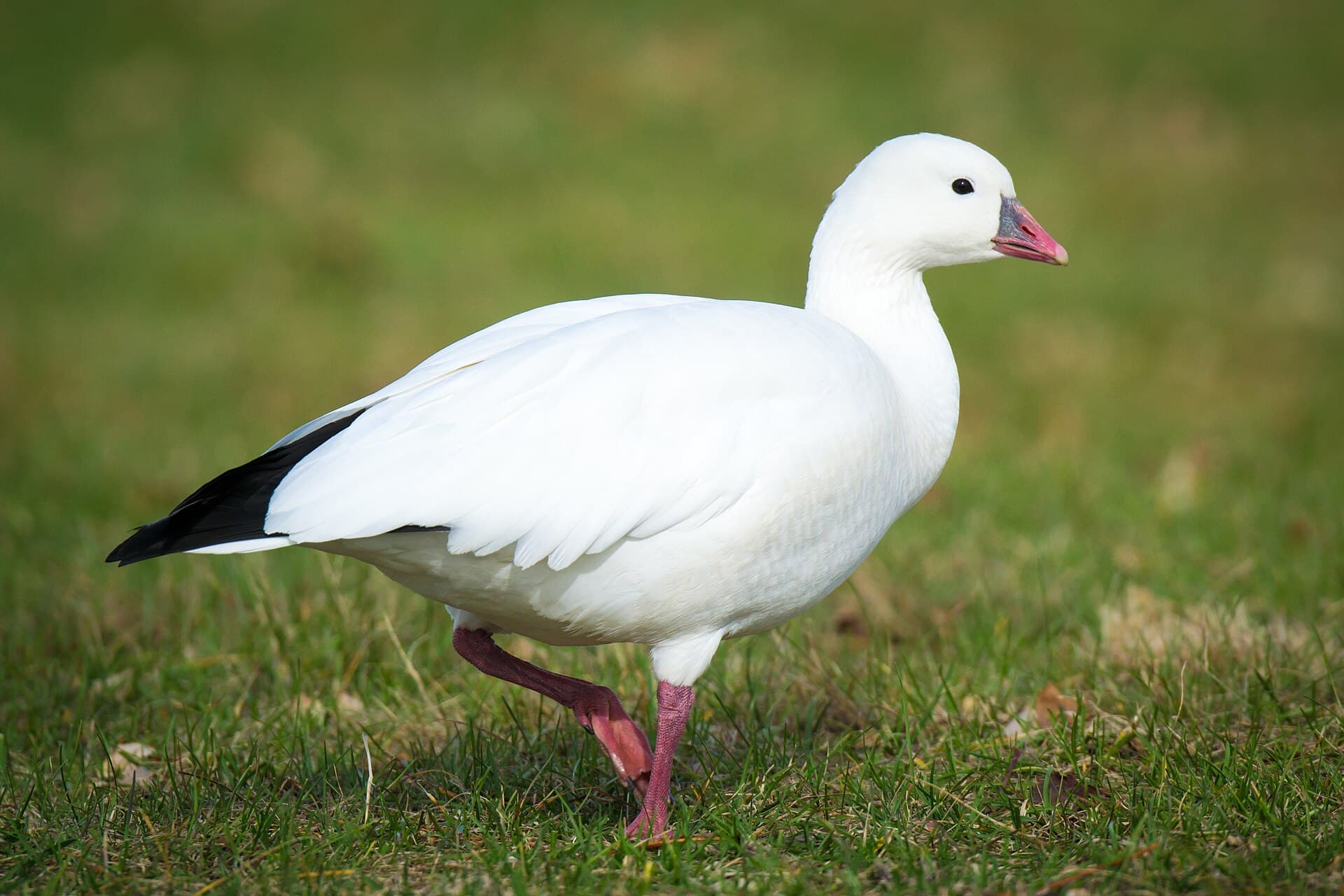 Ross' Gans (Anser rossii) - Ross's Goose (Chen rossii) (23321411711)