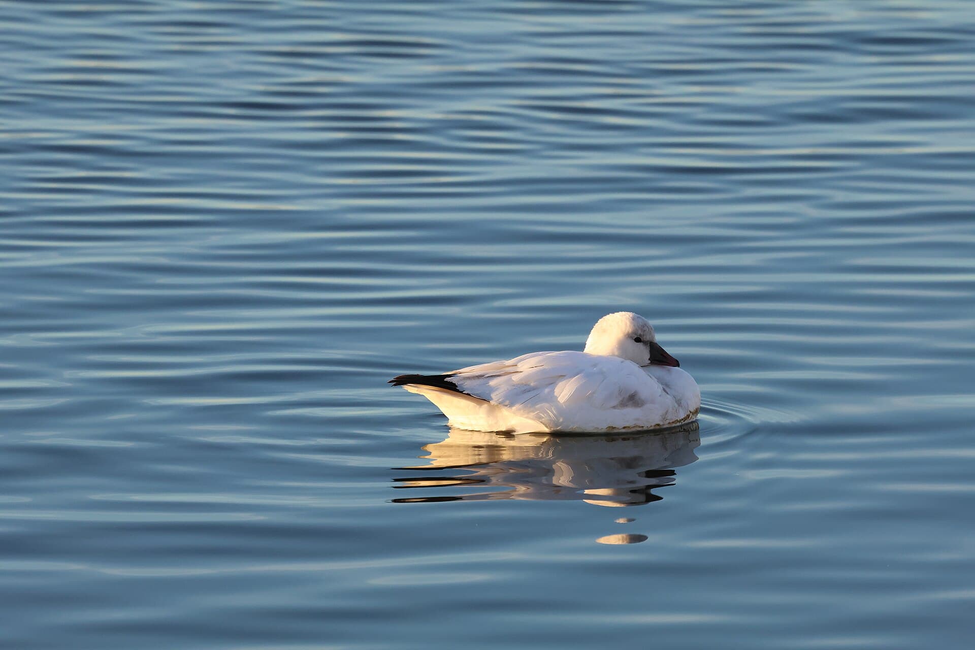 Ross' Gans (Anser rossii) - Ross's Goose Lake Andes National Wildlife Refuge (53382601258)