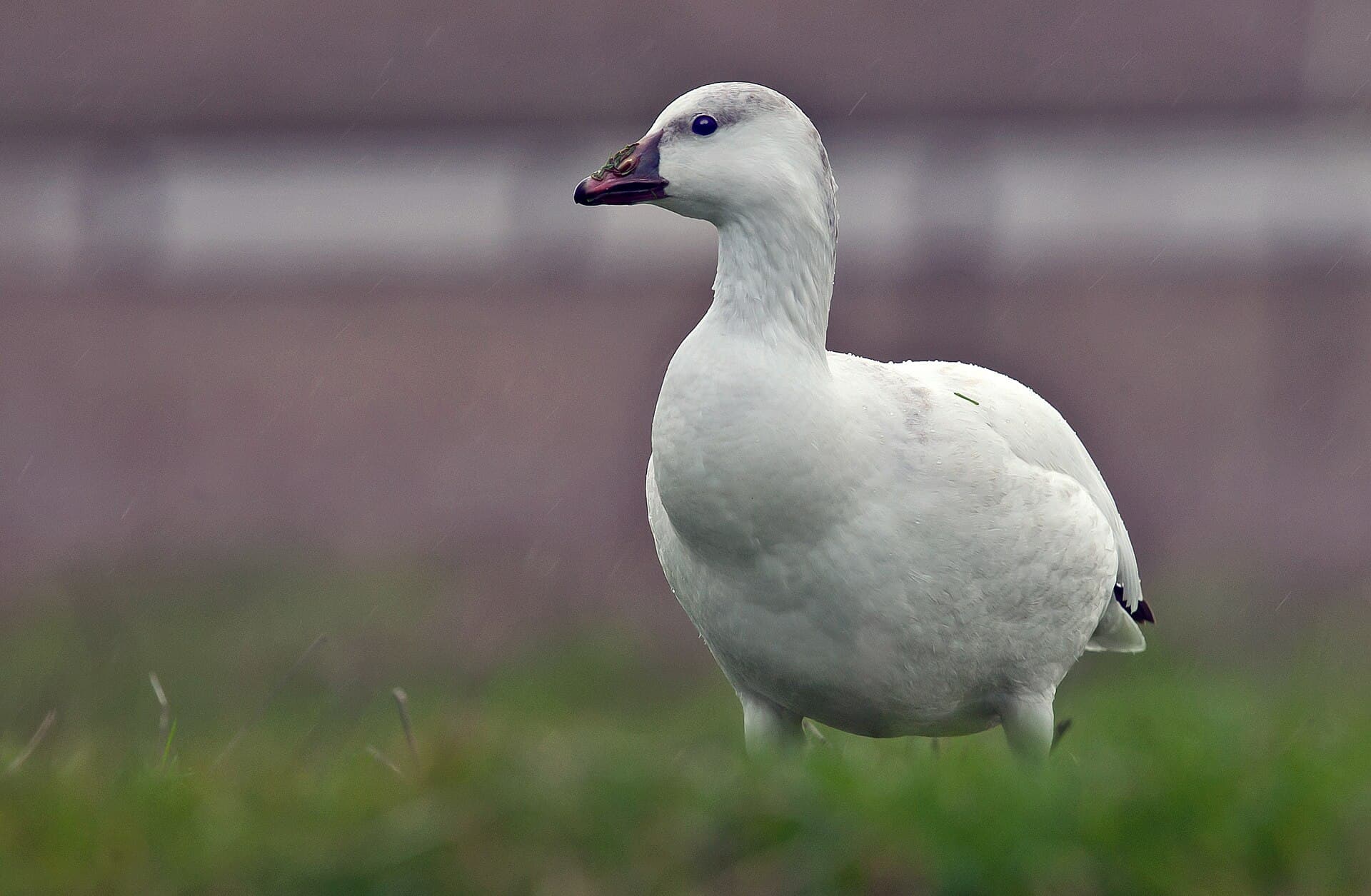 Ross' Gans (Anser rossii) - Anser rossii -California, USA-8a