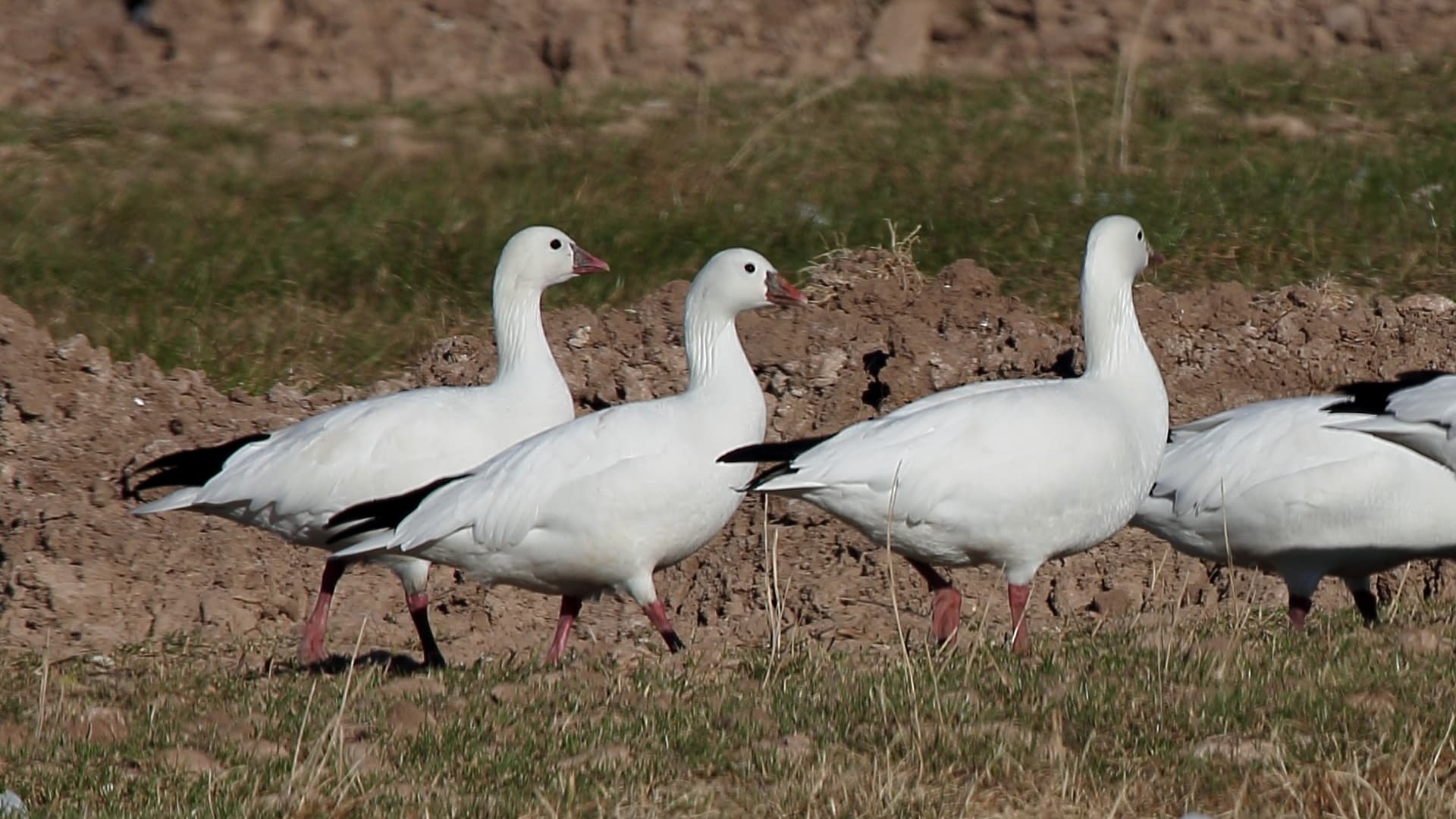 Ross' Gans (Anser rossii) - Rosss Geese (Chen rossii) (6814239326)