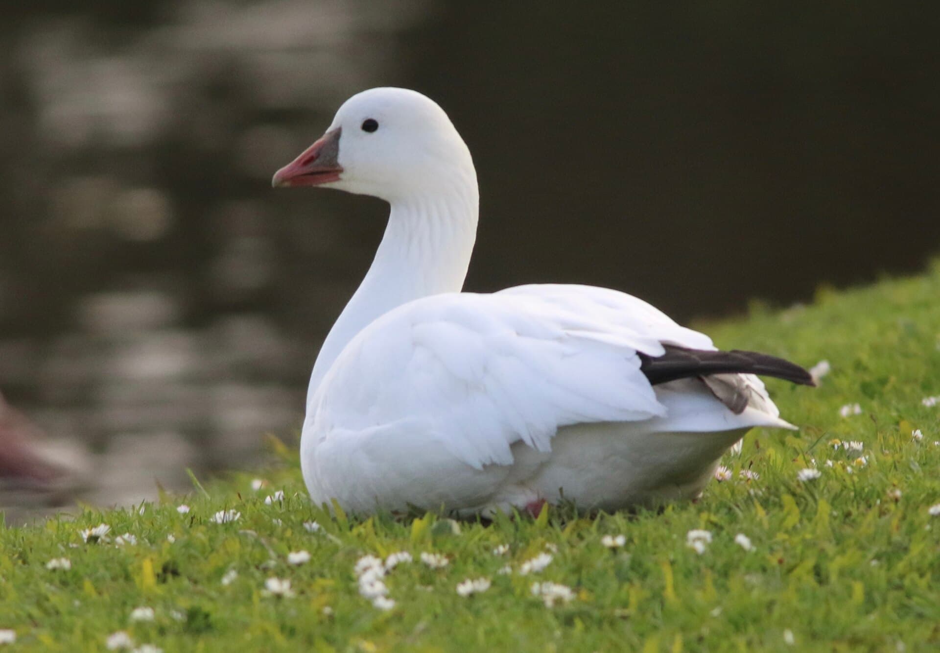 Ross' Gans (Anser rossii) - Anser rossii 351702918
