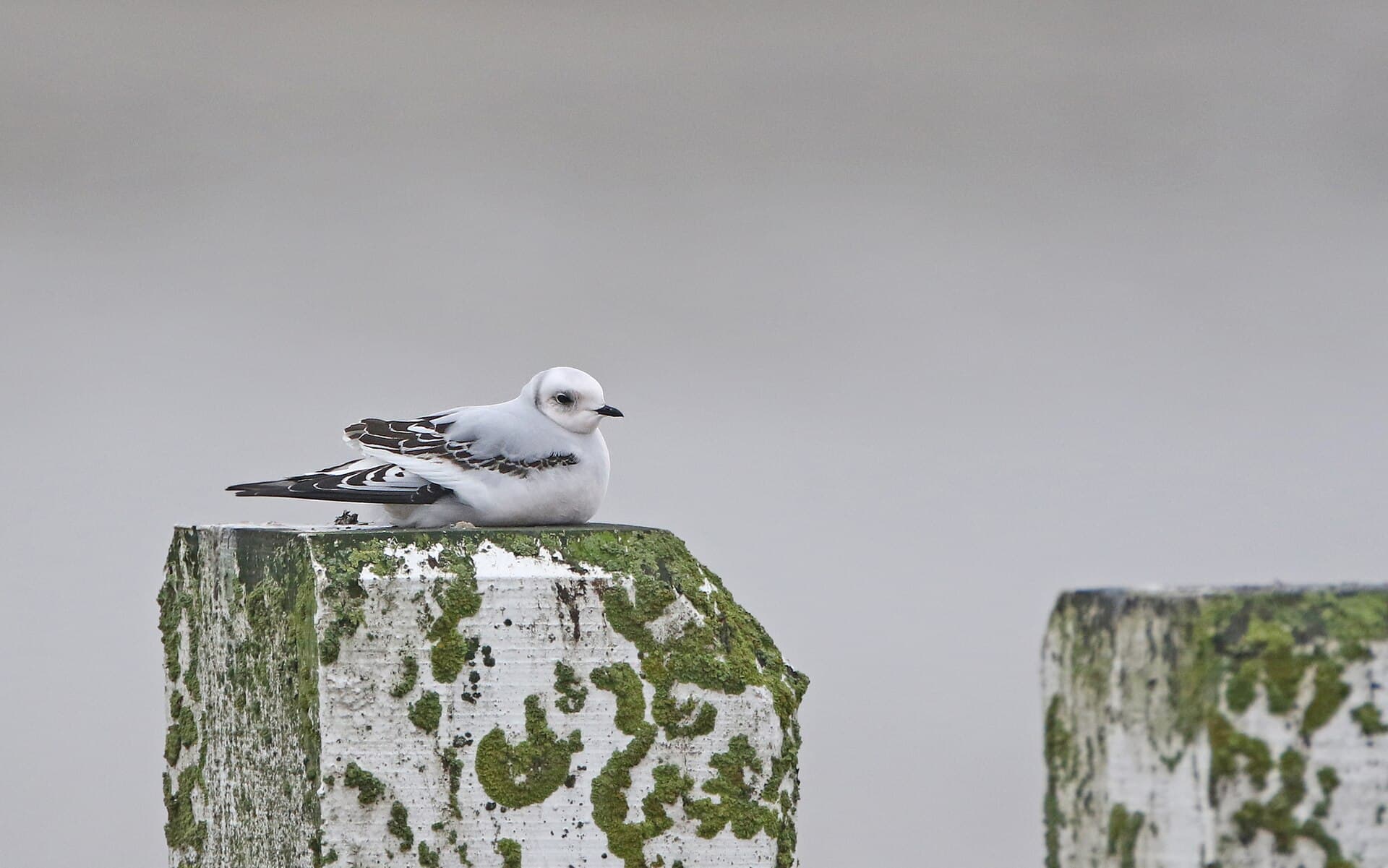 Ross' Meeuw (Rhodostethia rosea) - Ross's Gull, first-winter, Nieuwpoort, Belgium 174805432