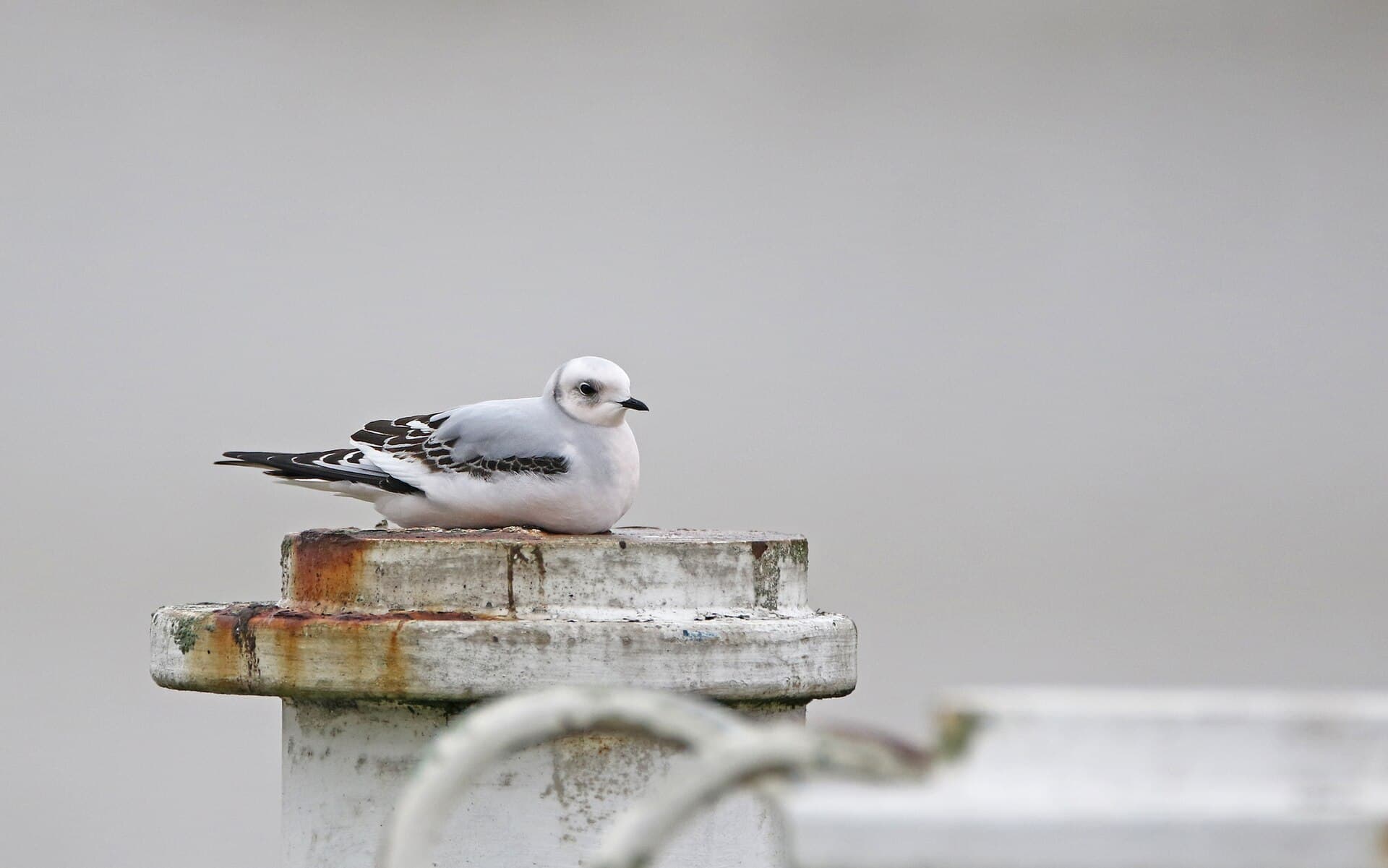 Ross' Meeuw (Rhodostethia rosea) - Ross's Gull, first-winter, Nieuwpoort, Belgium 174805528