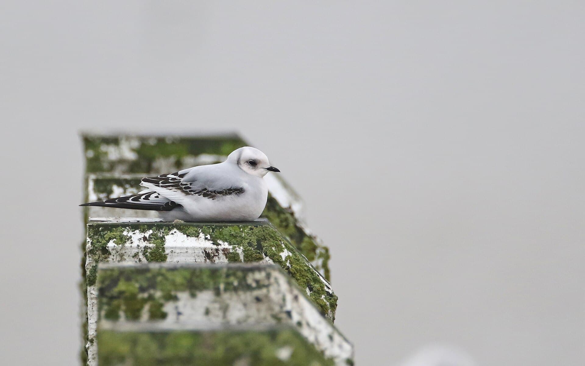 Ross' Meeuw (Rhodostethia rosea) - Ross's Gull, first-winter, Nieuwpoort, Belgium 174805450