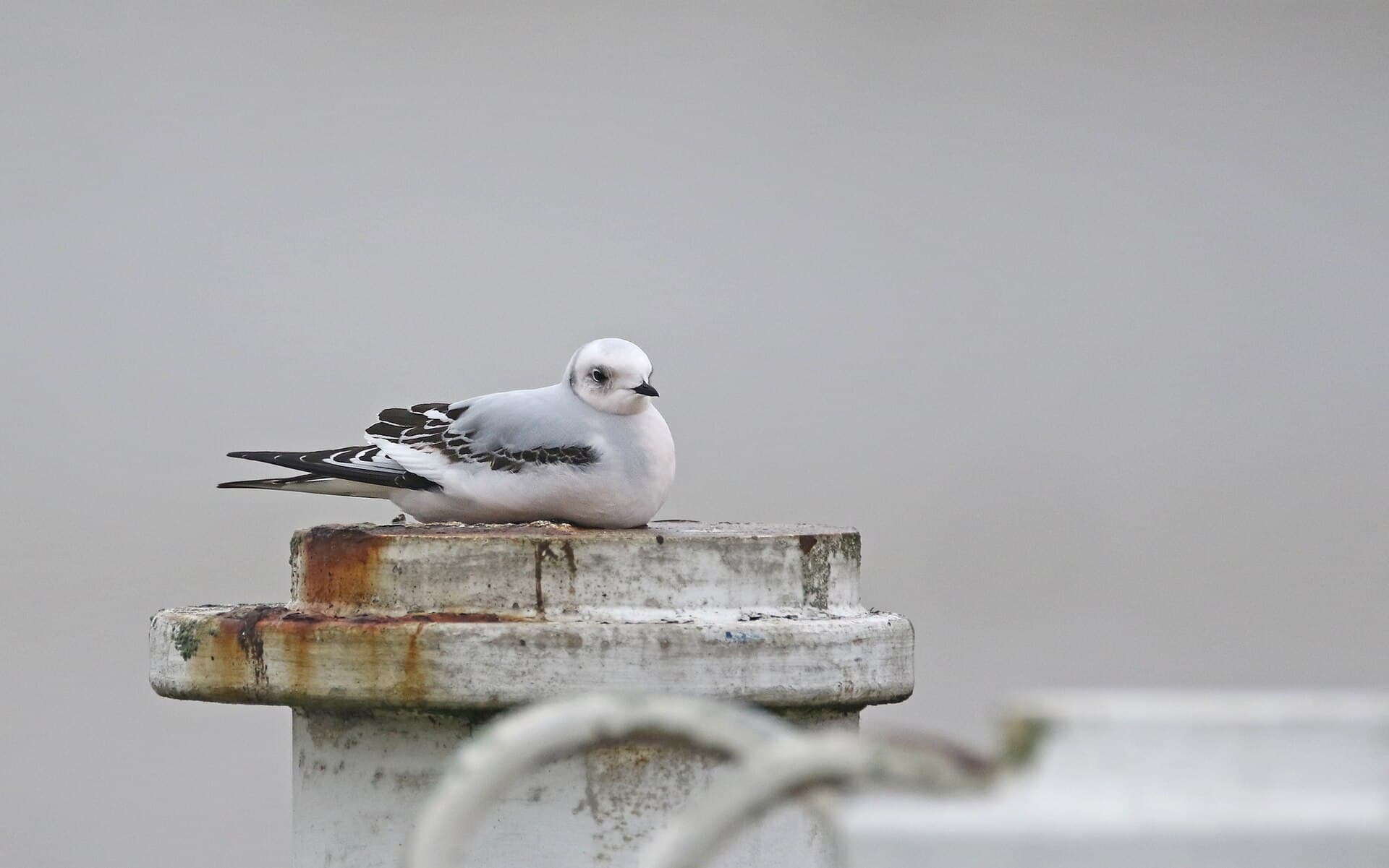 Ross' Meeuw (Rhodostethia rosea) - Ross's Gull, first-winter, Nieuwpoort, Belgium 174805548