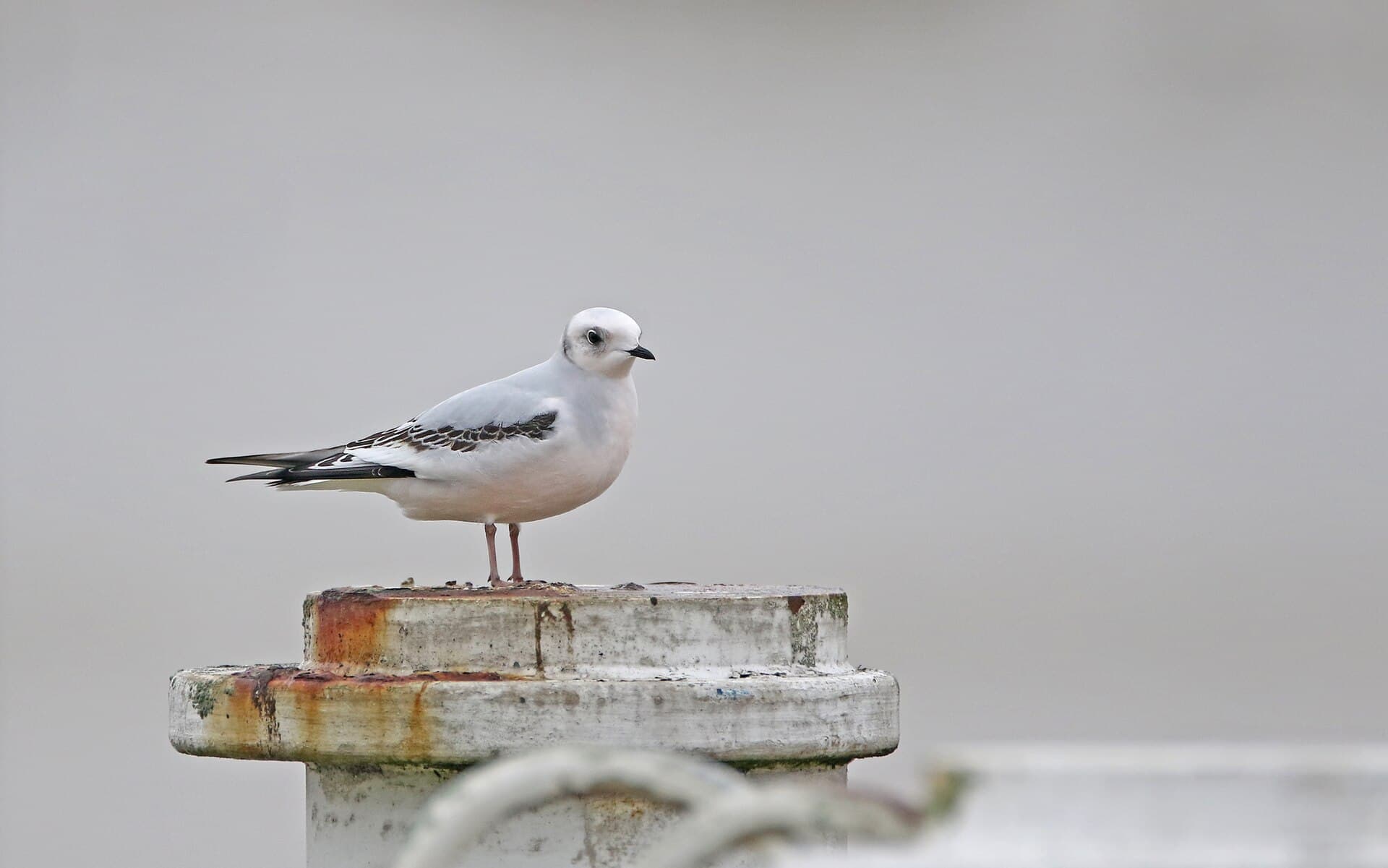 Ross' Meeuw (Rhodostethia rosea) - Ross's Gull, first-winter, Nieuwpoort, Belgium 174805564