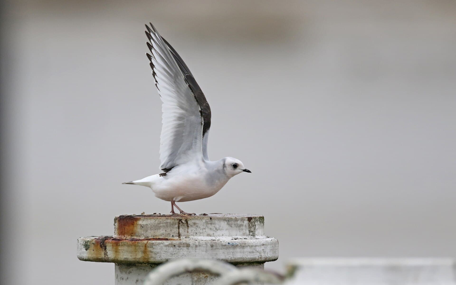 Ross' Meeuw (Rhodostethia rosea) - Ross's Gull, first-winter, Nieuwpoort, Belgium 174805613