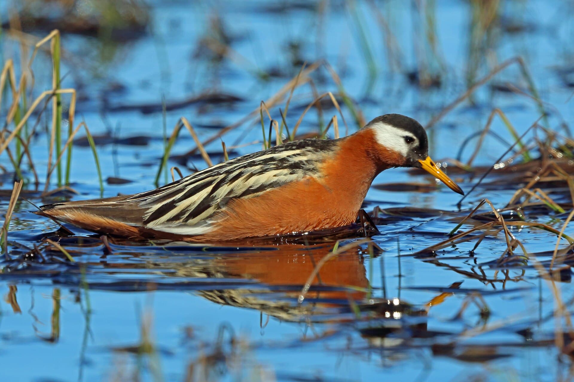 Rosse Franjepoot (Phalaropus fulicarius) - Red Phalarope imported from iNaturalist photo 2946644 on 31 December 2023