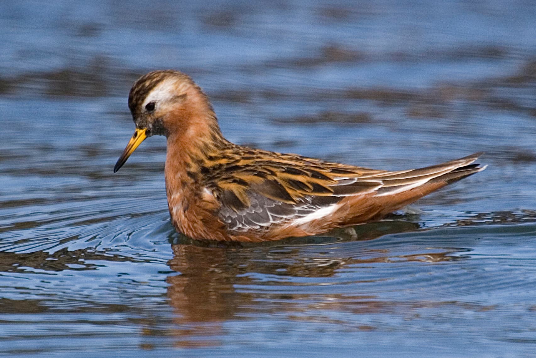 Rosse Franjepoot (Phalaropus fulicarius) - Phalaropus fulicarius 10