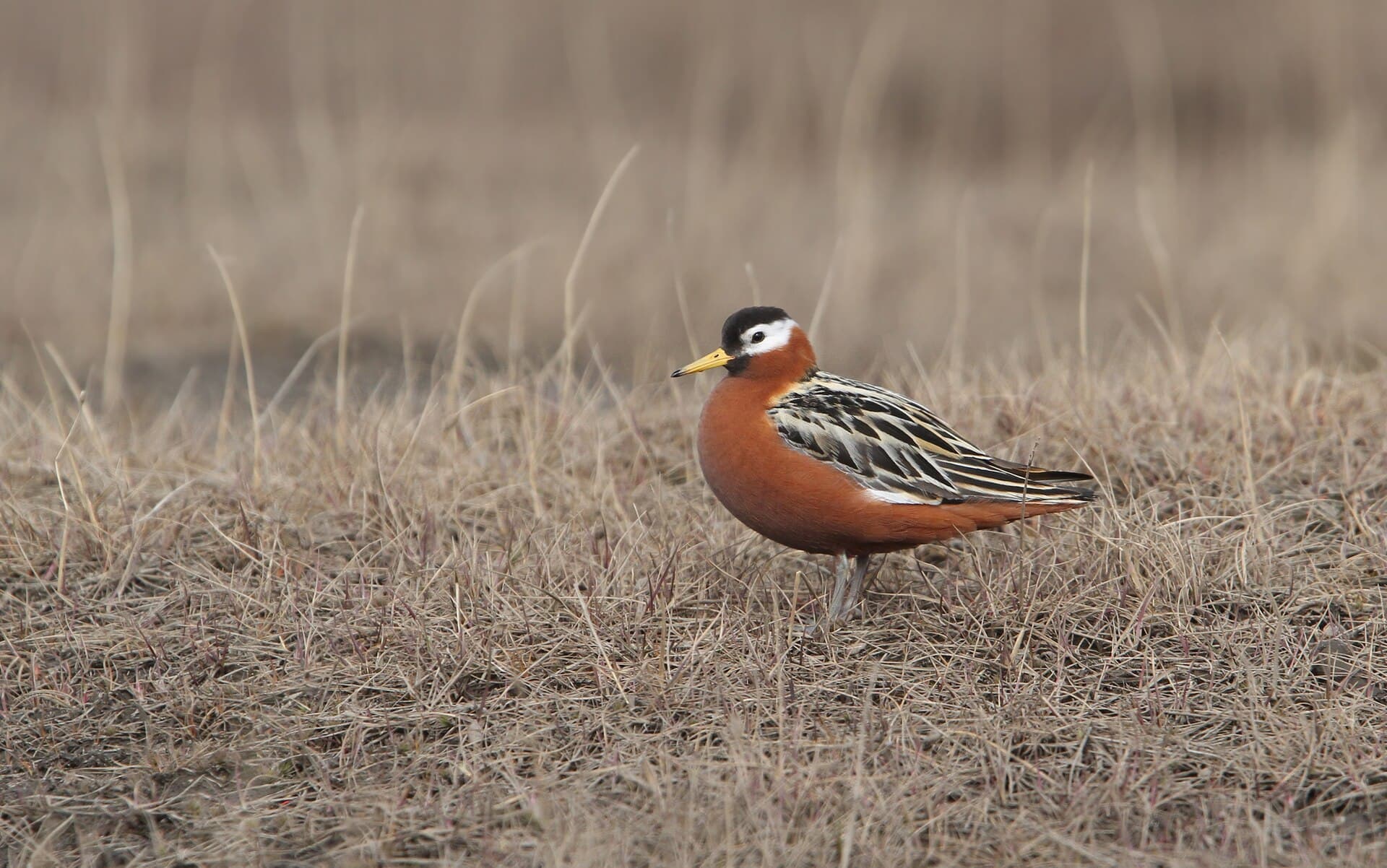 Rosse Franjepoot (Phalaropus fulicarius) - Phalaropus fulicarius 98755138