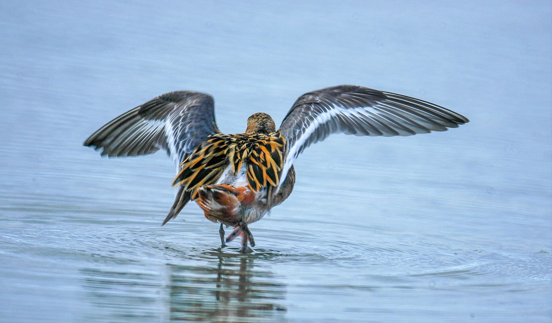 Rosse Franjepoot (Phalaropus fulicarius) - Red phalarope (Phalaropus fulicarius) 2018