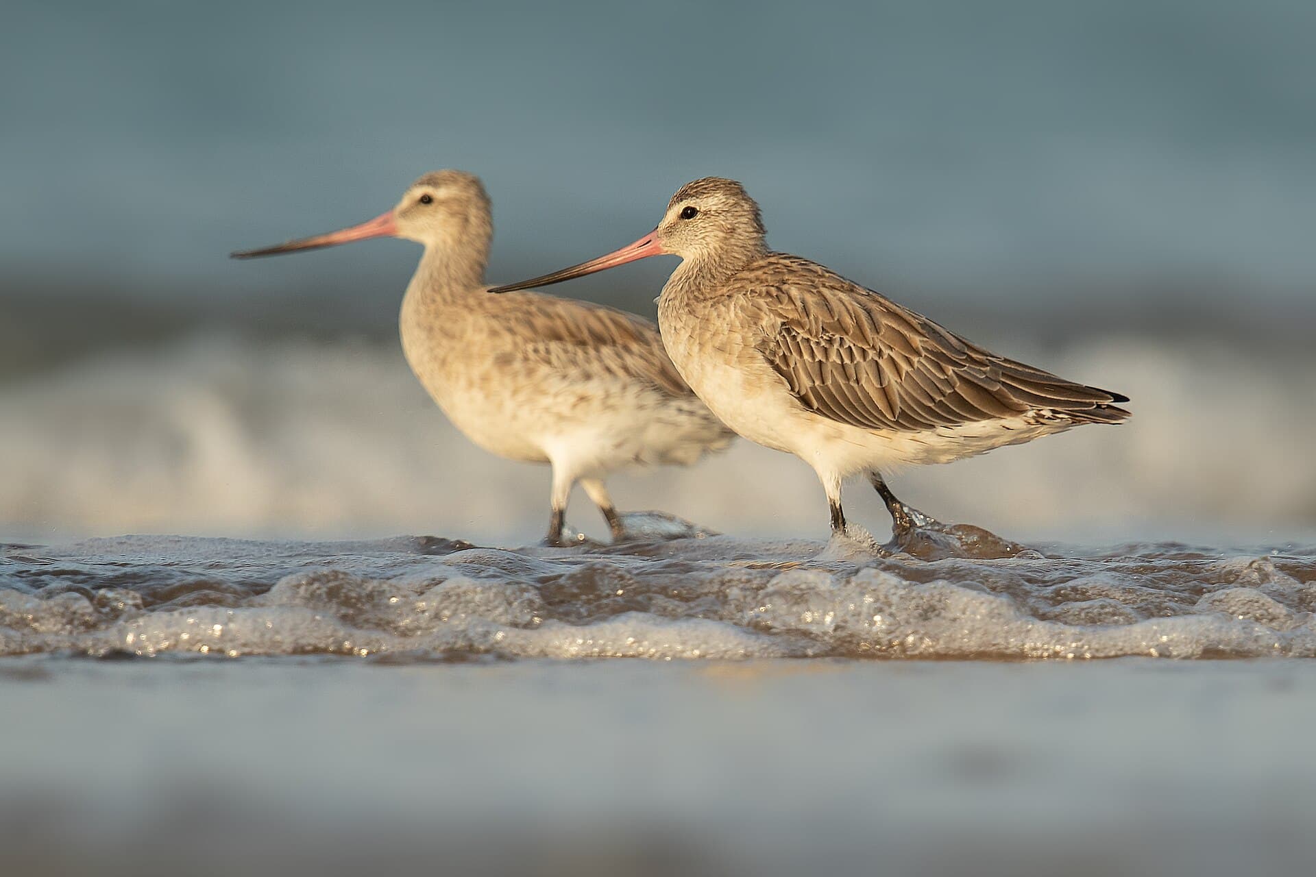 Rosse Grutto (Limosa lapponica) - Bar-tailed Godwit 31276- Lee Point