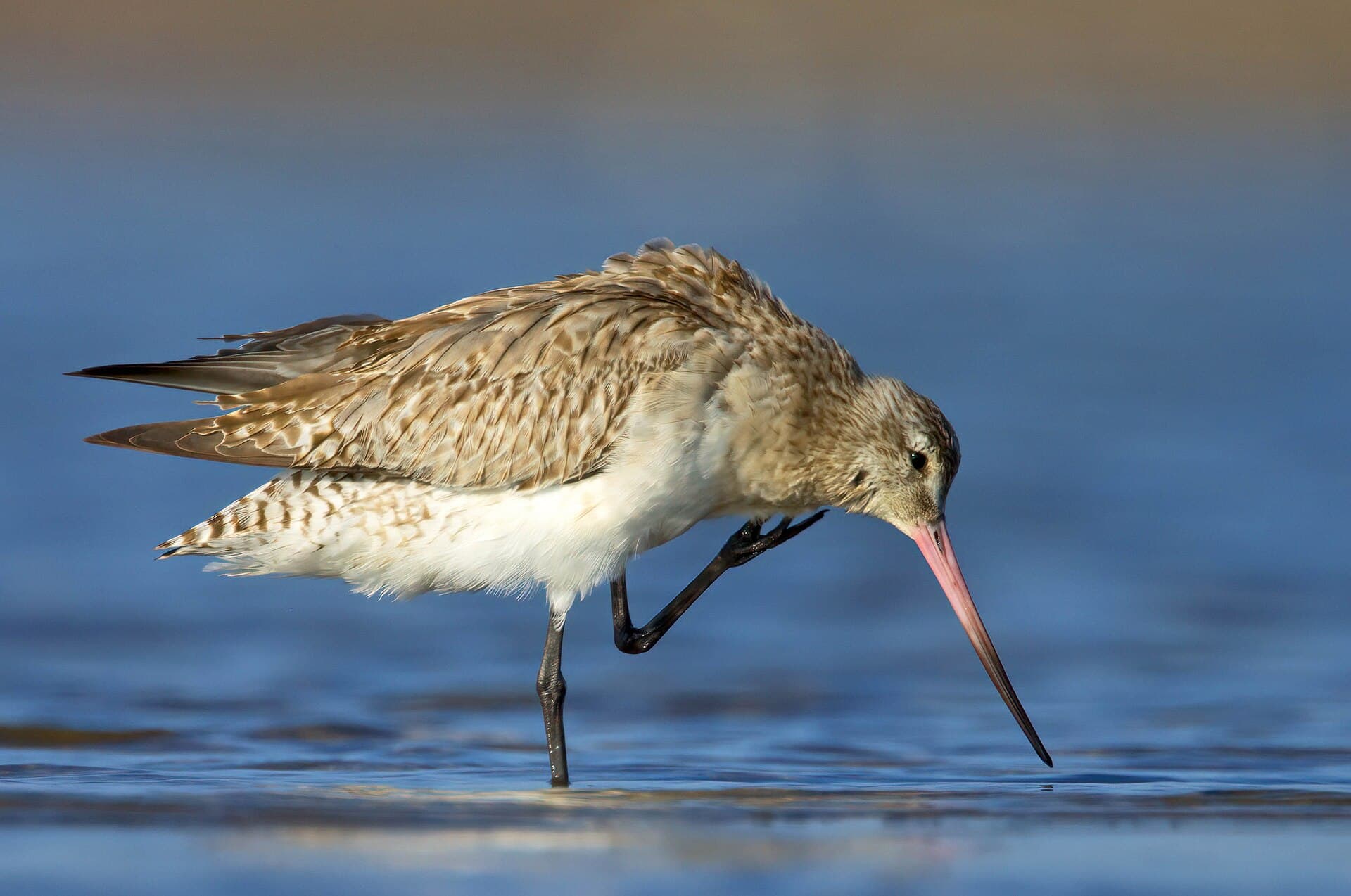 Rosse Grutto (Limosa lapponica) - Bar-tailed Godwit at Lake Wollumboola, Jervis Bay National Park NSW