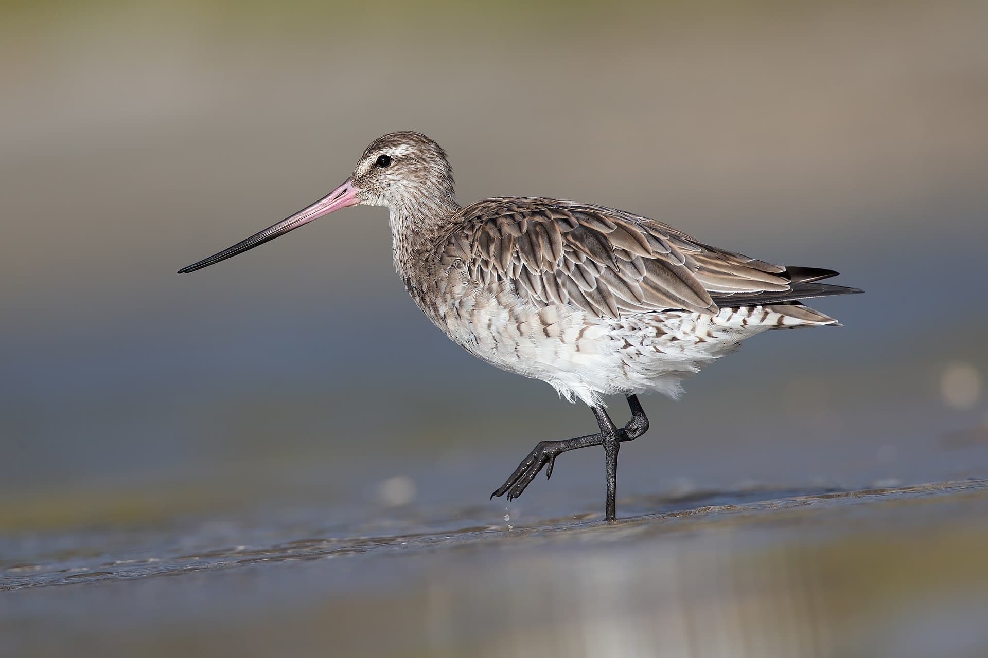 Rosse Grutto (Limosa lapponica) - Limosa lapponica 2 - Taren Point