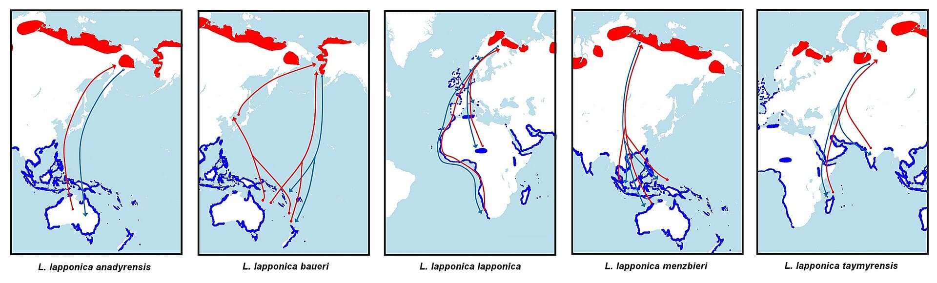 Rosse Grutto (Limosa lapponica) - Limosa lapponica migration routes (no caption)