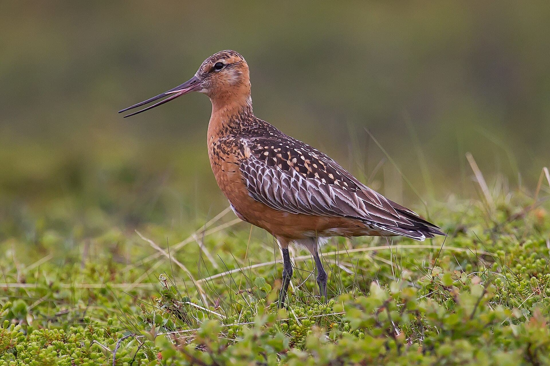 Rosse Grutto (Limosa lapponica) - Bar-tailed Godwit