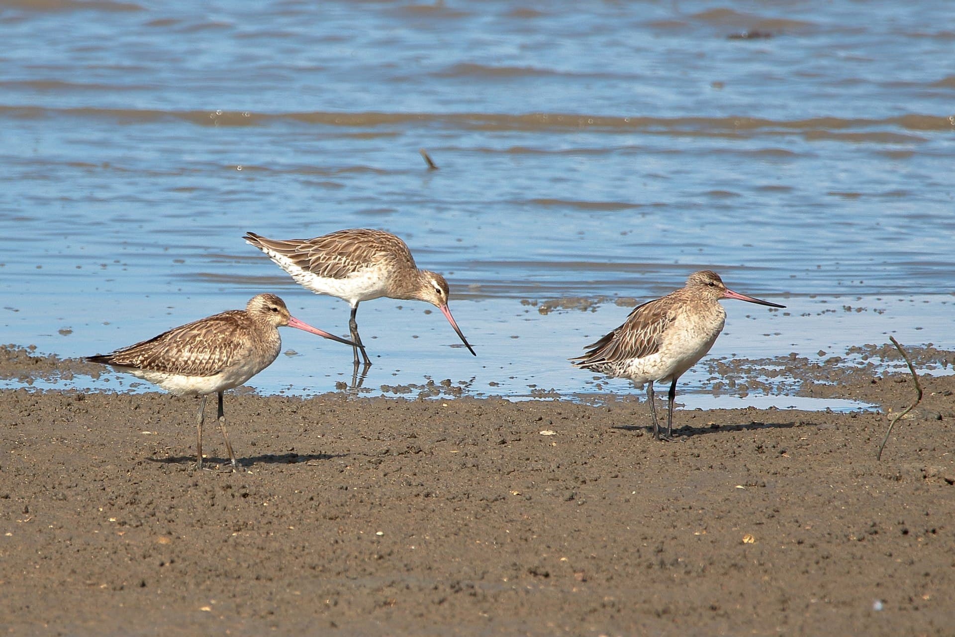 Rosse Grutto (Limosa lapponica) - Limosa lapponica 57777273