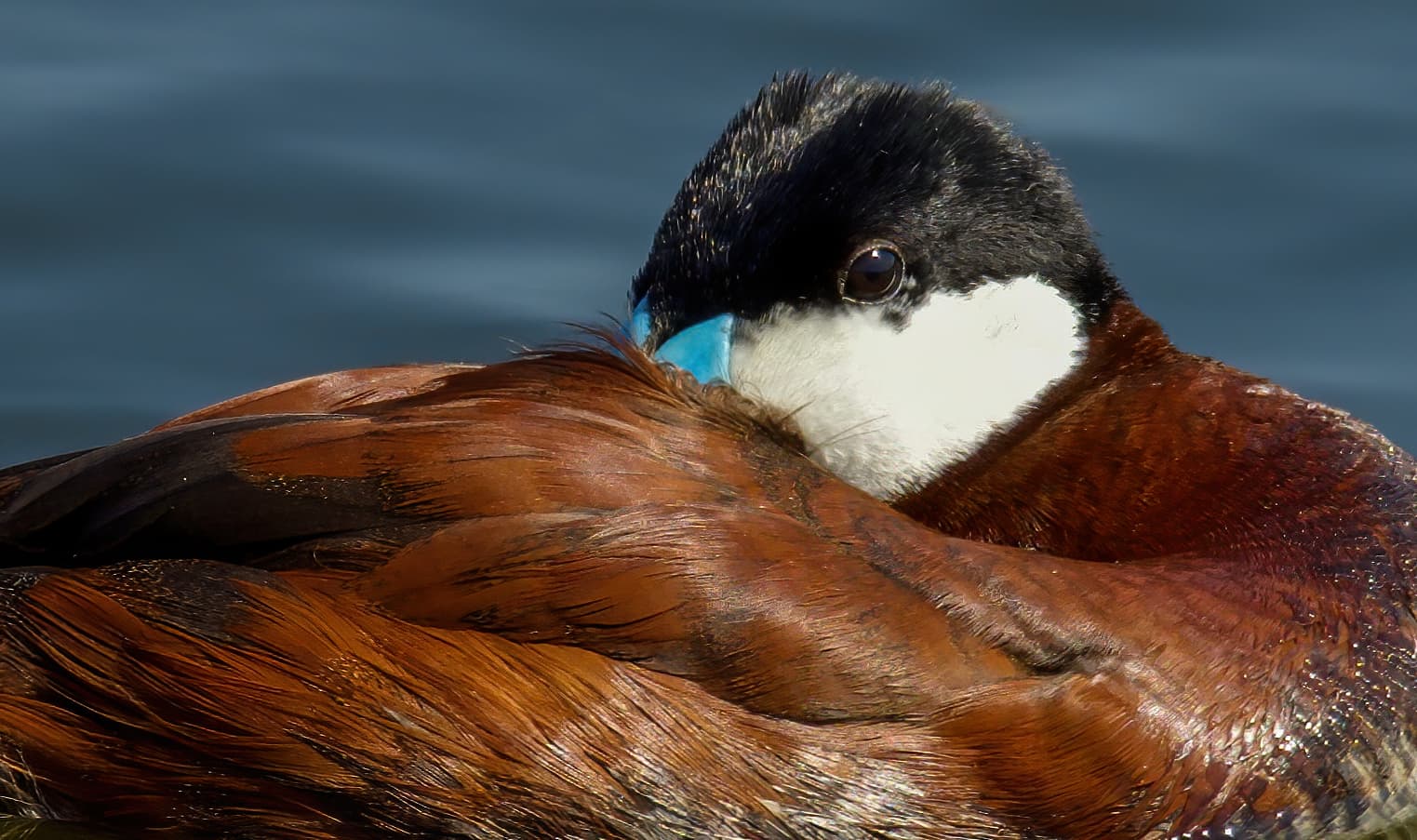 Rosse Stekelstaart (Oxyura jamaicensis) - Ruddy-duck