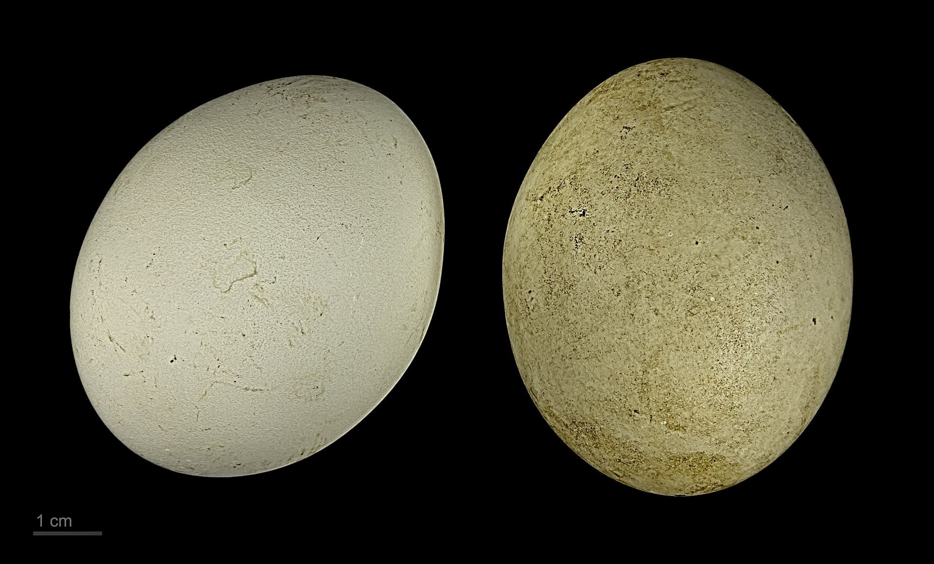 Rosse Stekelstaart (Oxyura jamaicensis) - Oxyura jamaicensis MHNT.ZOO.2010.11.28.1