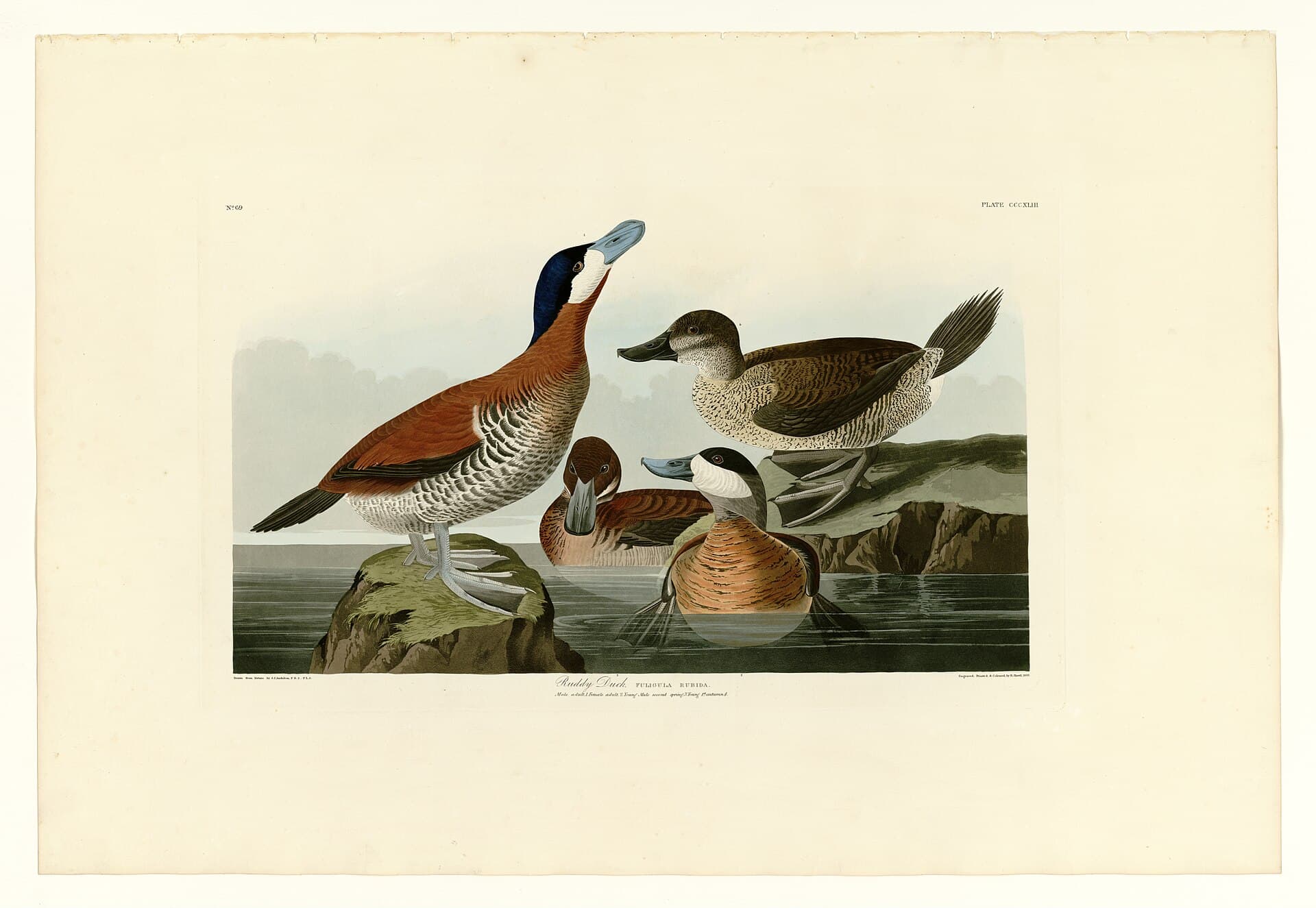 Rosse Stekelstaart (Oxyura jamaicensis) - 343 Ruddy Duck